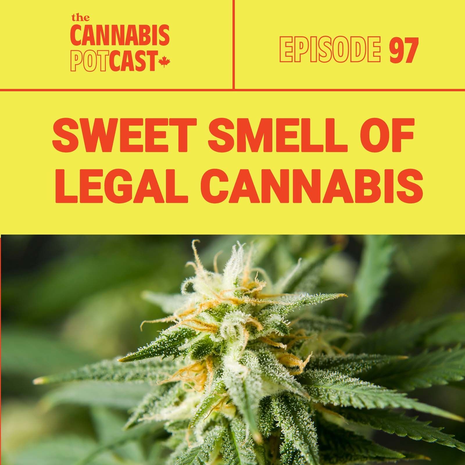 Sweet Smell of Legal Cannabis