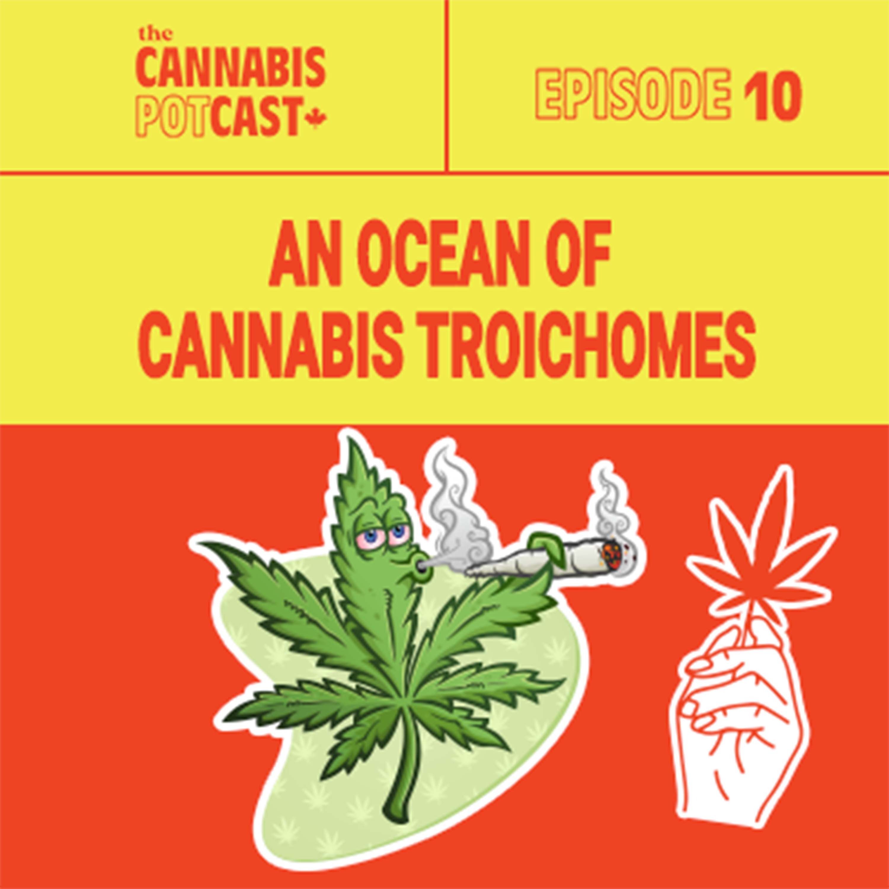 An Ocean of Cannabis Trichomes