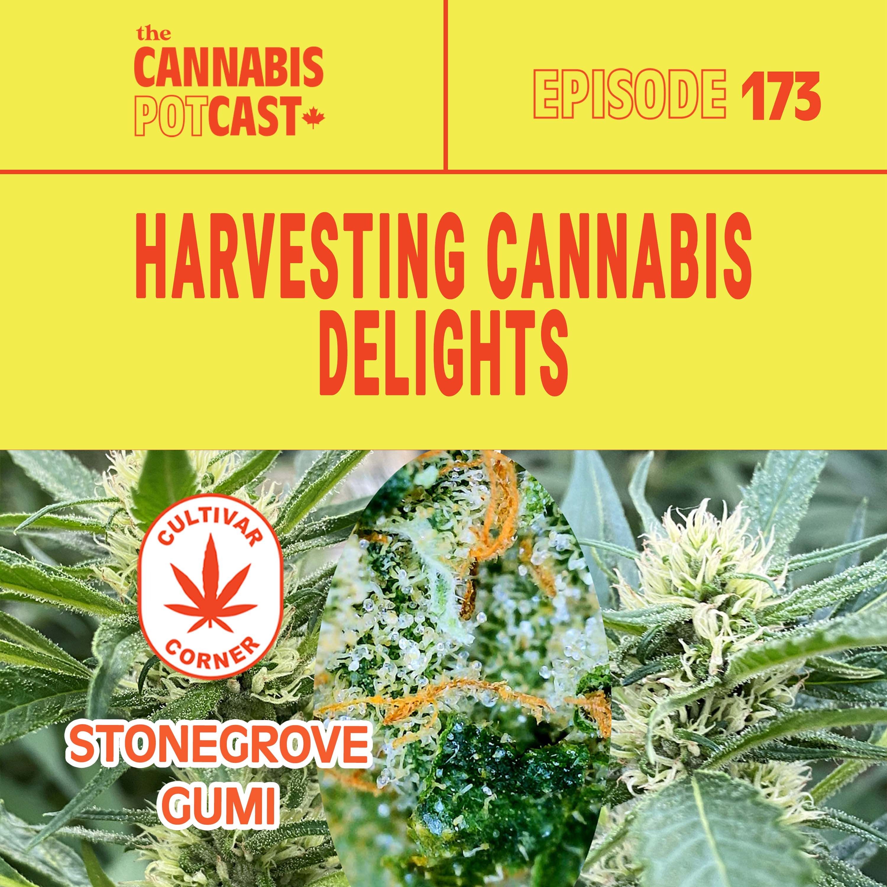 Harvest cannabis delights