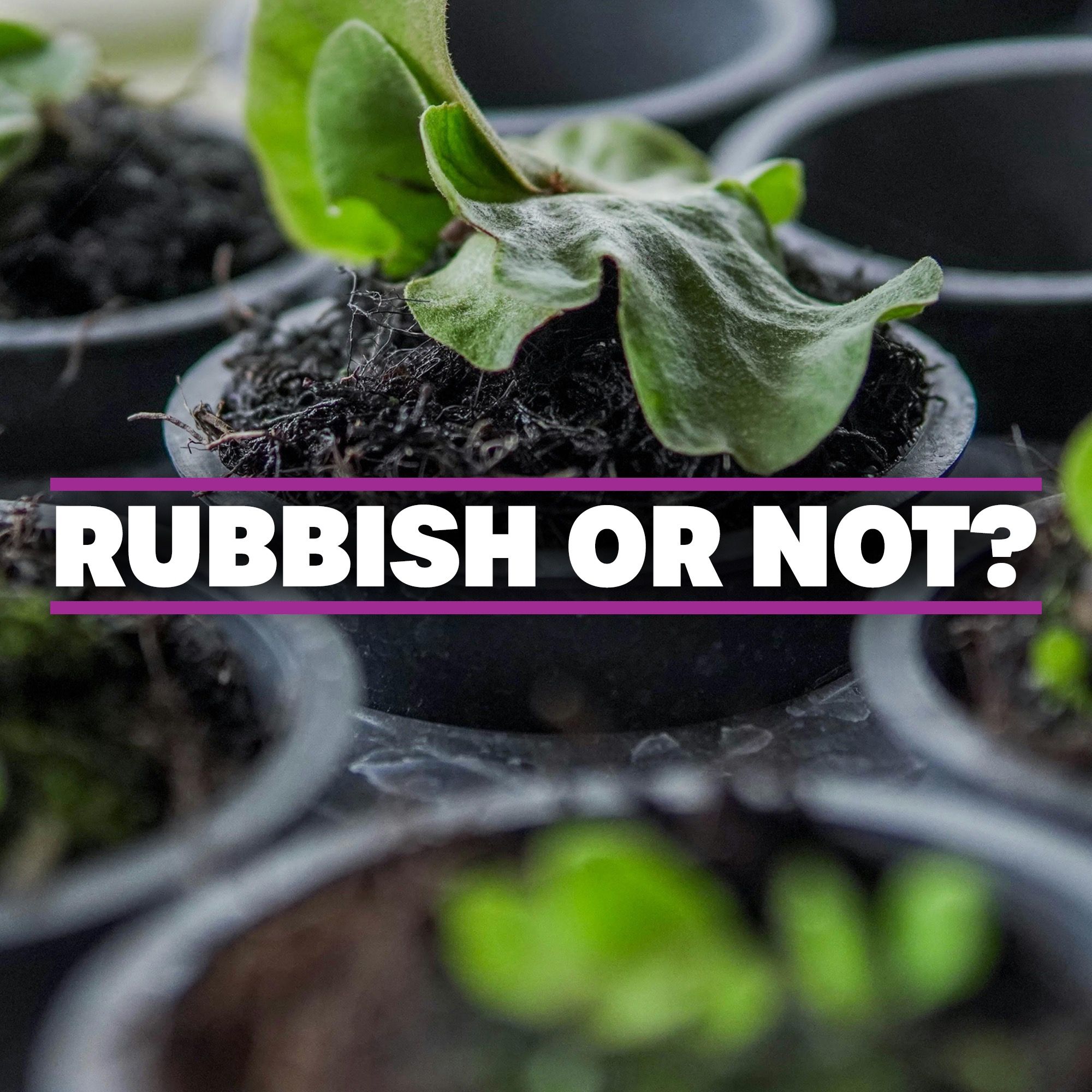 Are plant pots recyclable? episode artwork