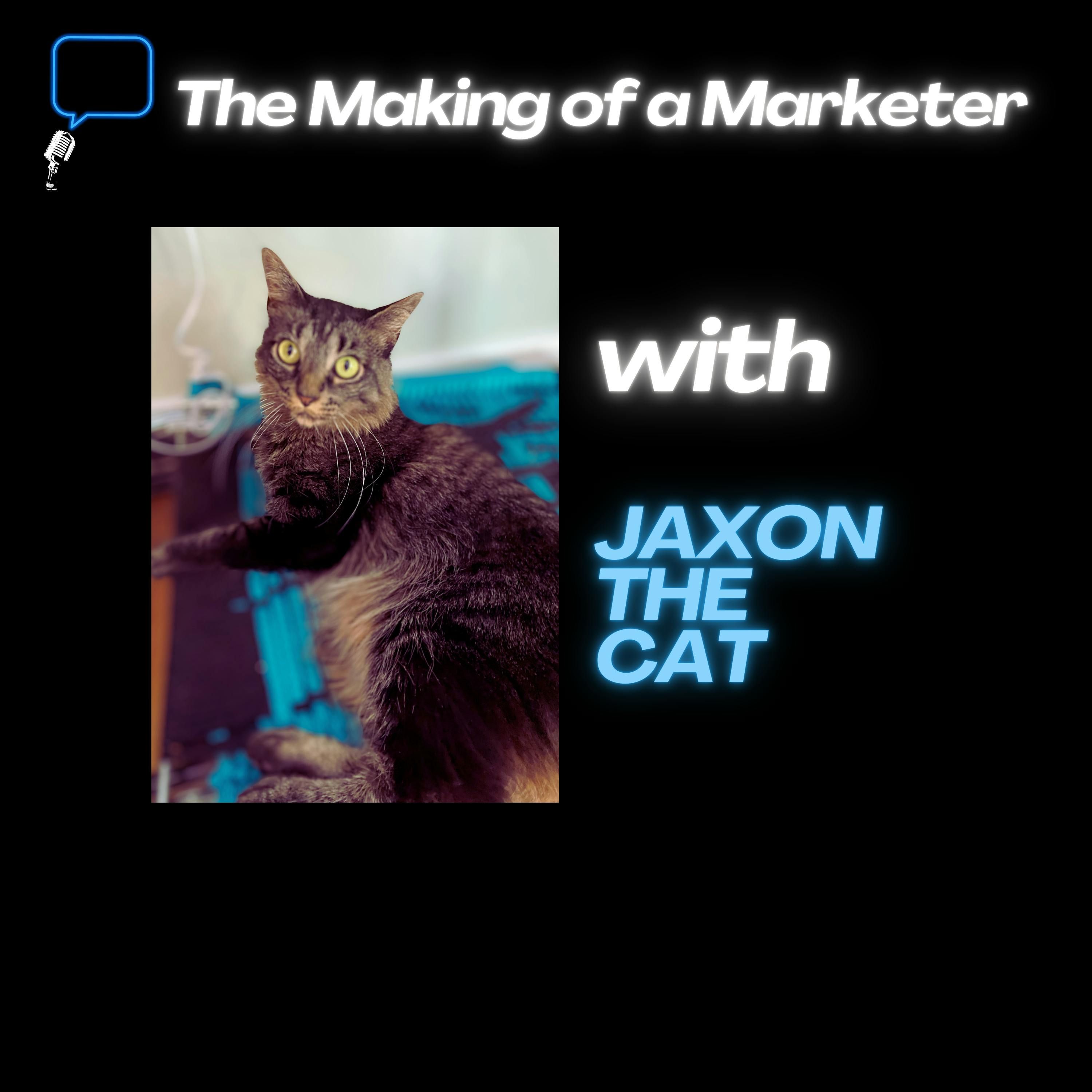 The Making of a Marketer – Cats, Marketing, and Friday Spitballing