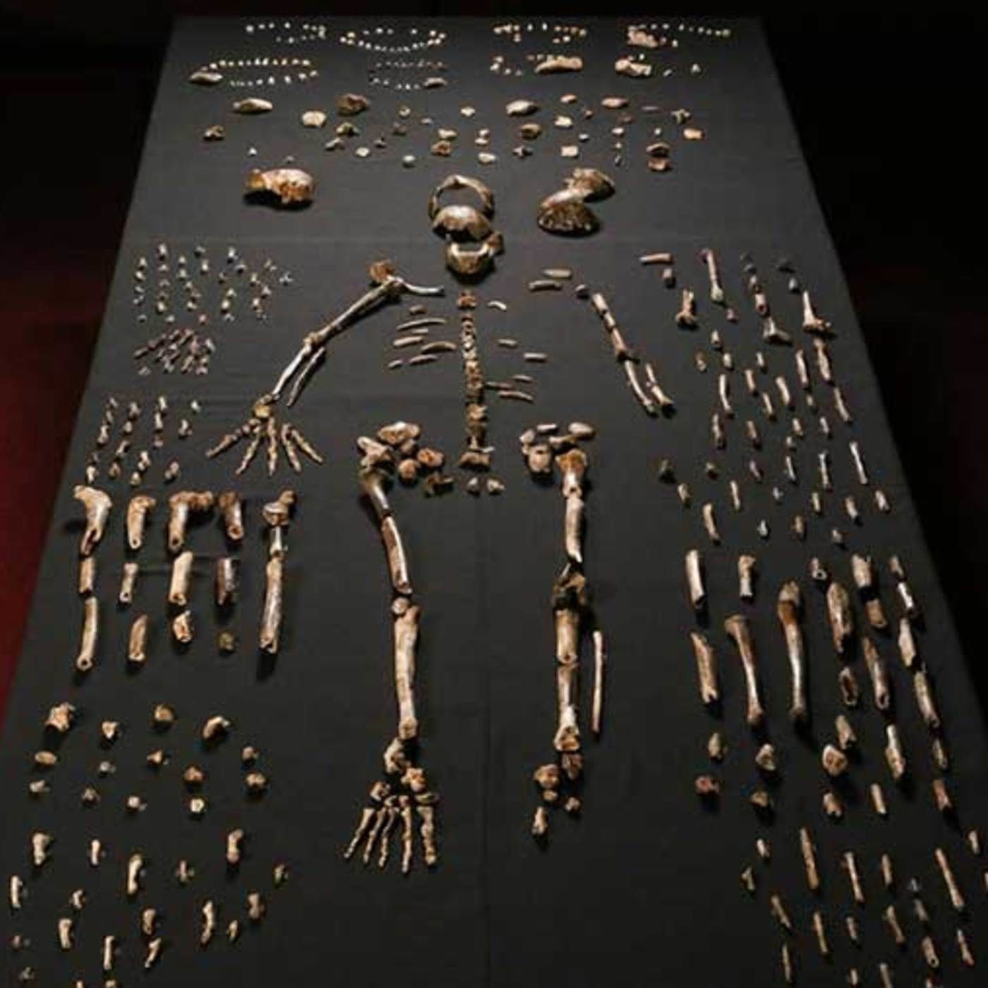 Ominous Hominid