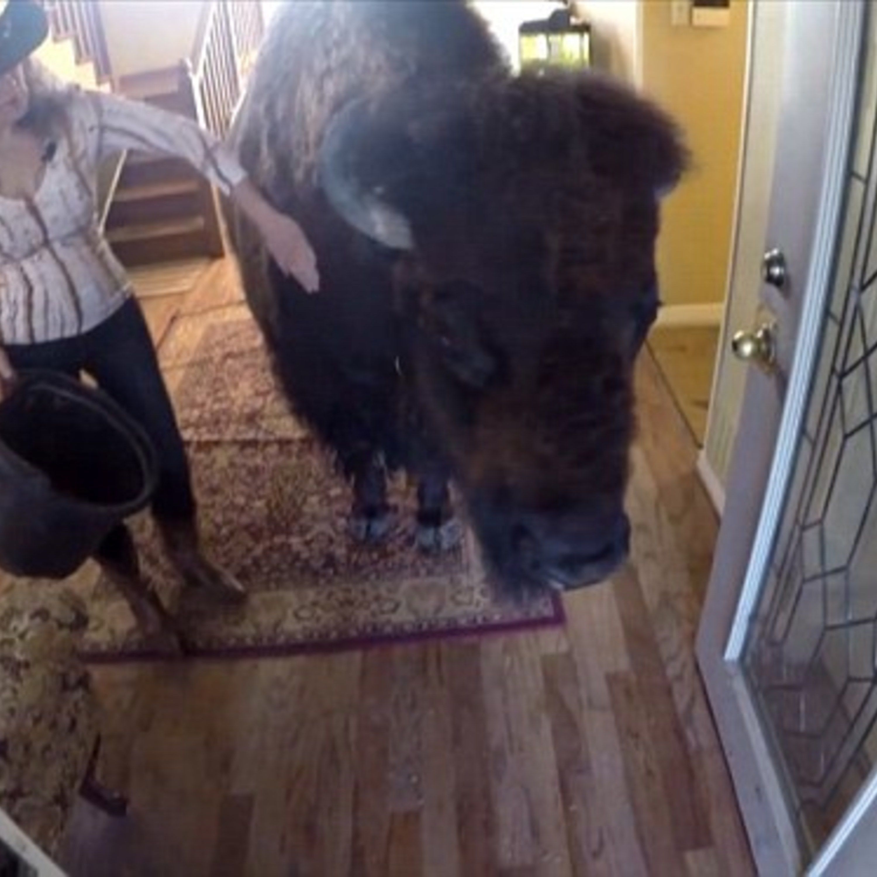 Buy Some Bison