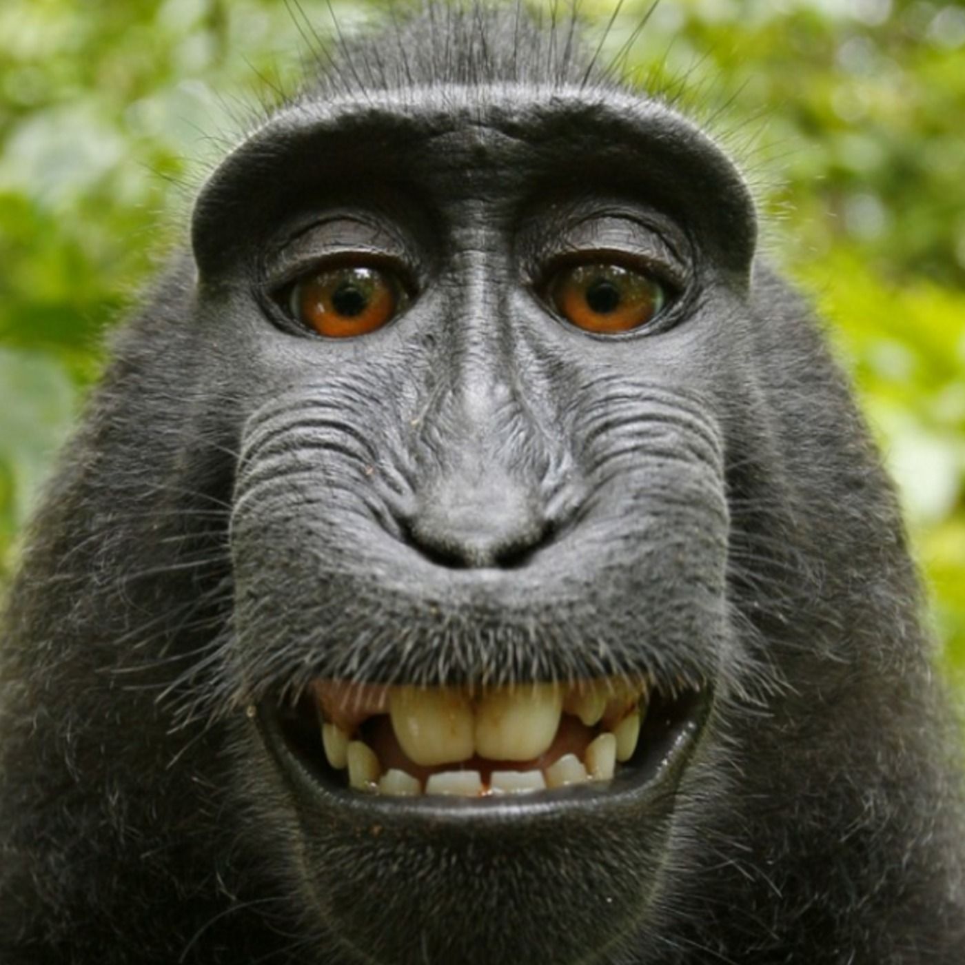 Free Monkey Smiles