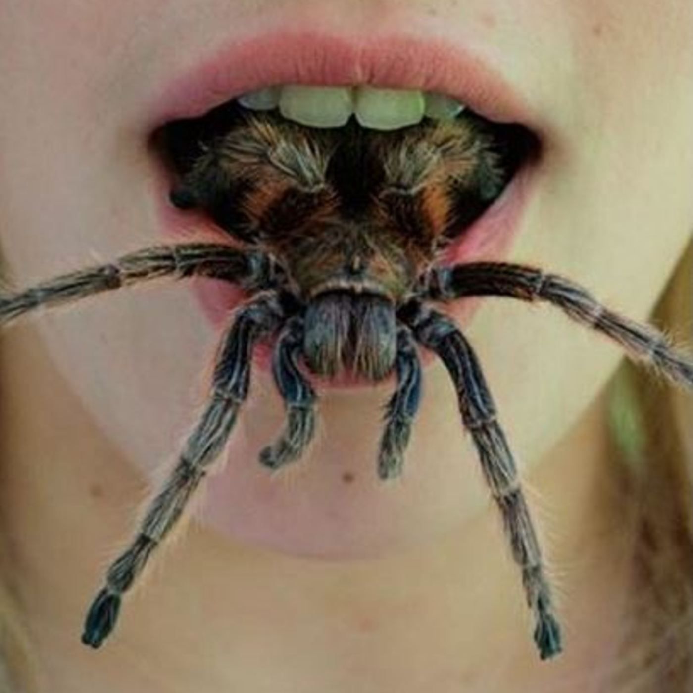 Spider House