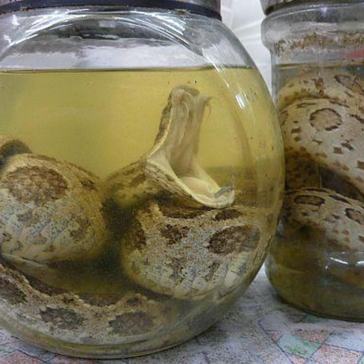Cobra Soup