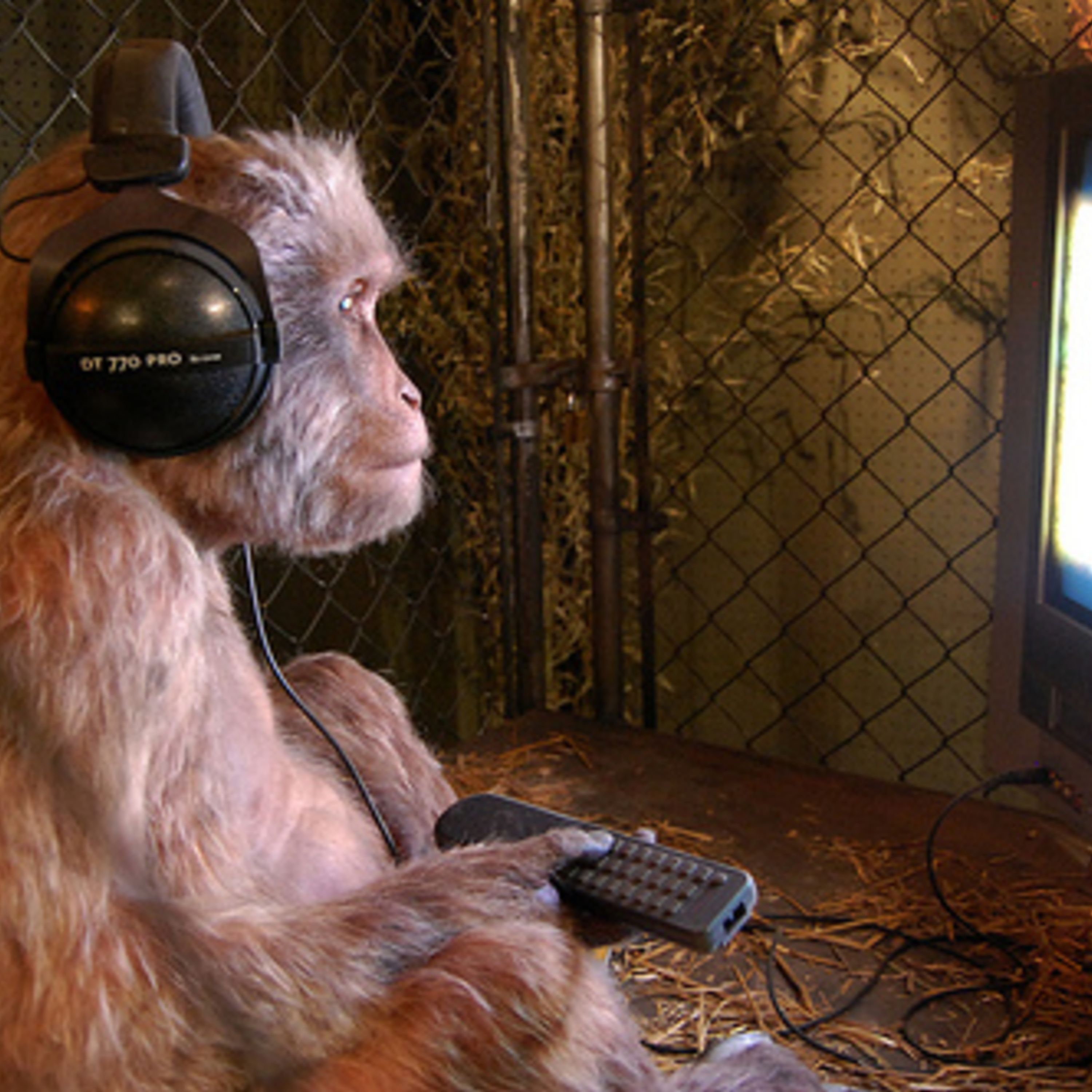 Bonobo Knows