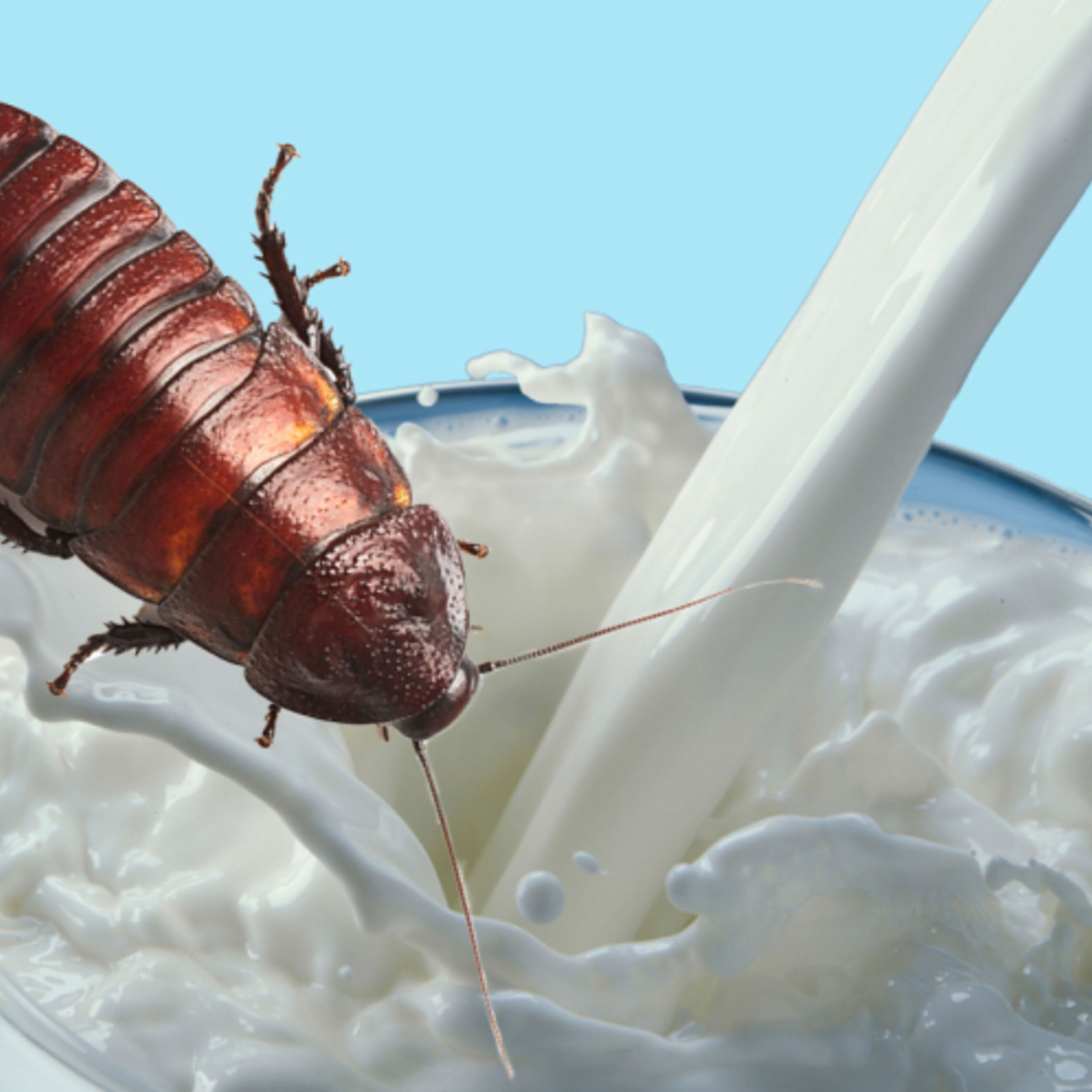 Not Milk?