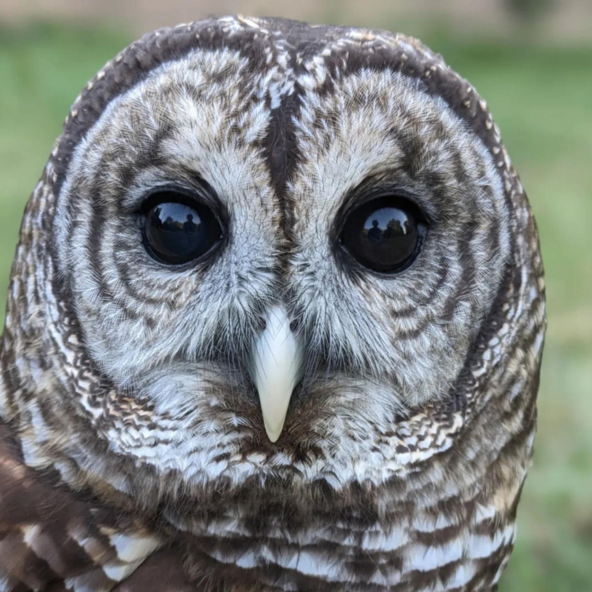 The Intersection of Education and Wildlife Care at Mississippi Wildlife Rehabilitation