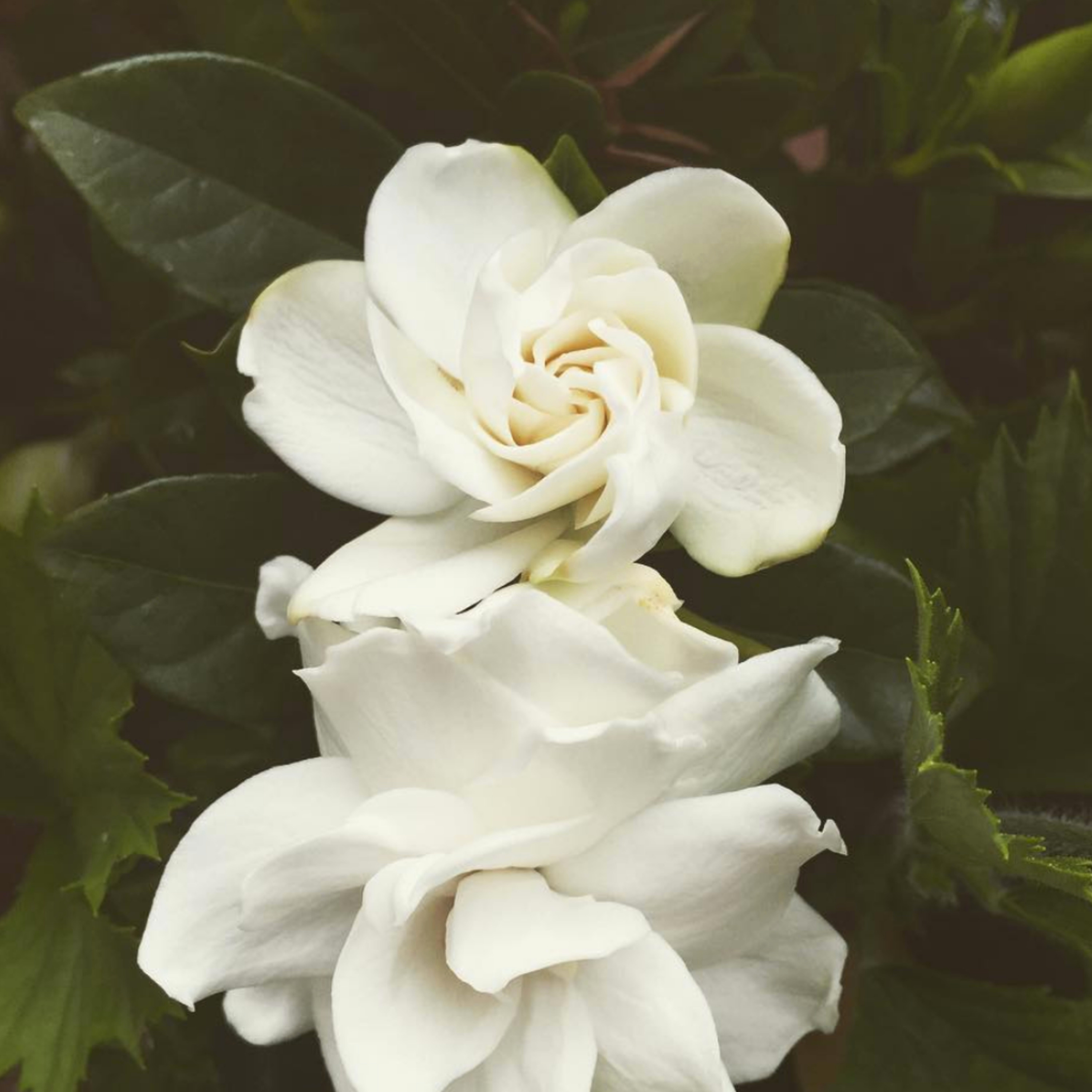 Thyme in the Studio: Art & Wellness