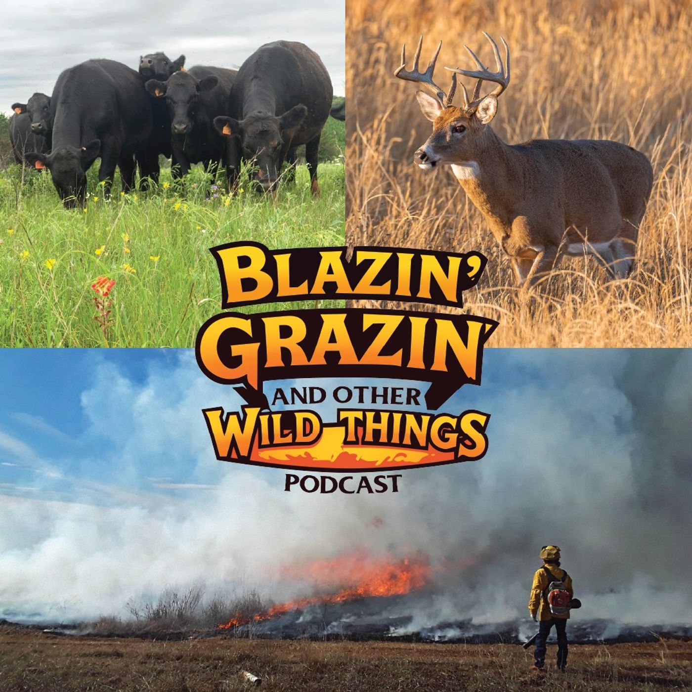 Loess Canyons: Fire Restores Grazing Ground episode artwork