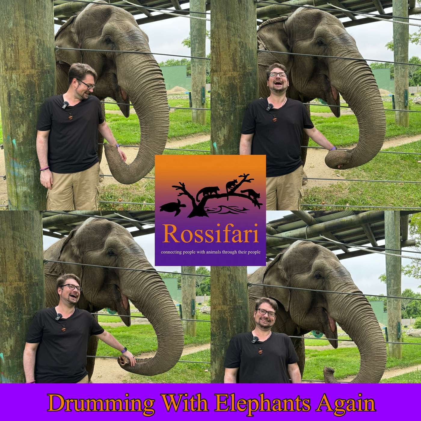 Drumming with Elephants Again with Emily the Elephant at Buttonwood Park Zoo episode artwork