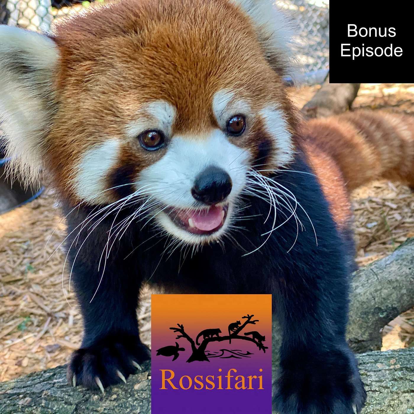 Special Bonus Episode - Saying Goodbye to Lin the Red Panda at the Cincinnati Zoo episode artwork