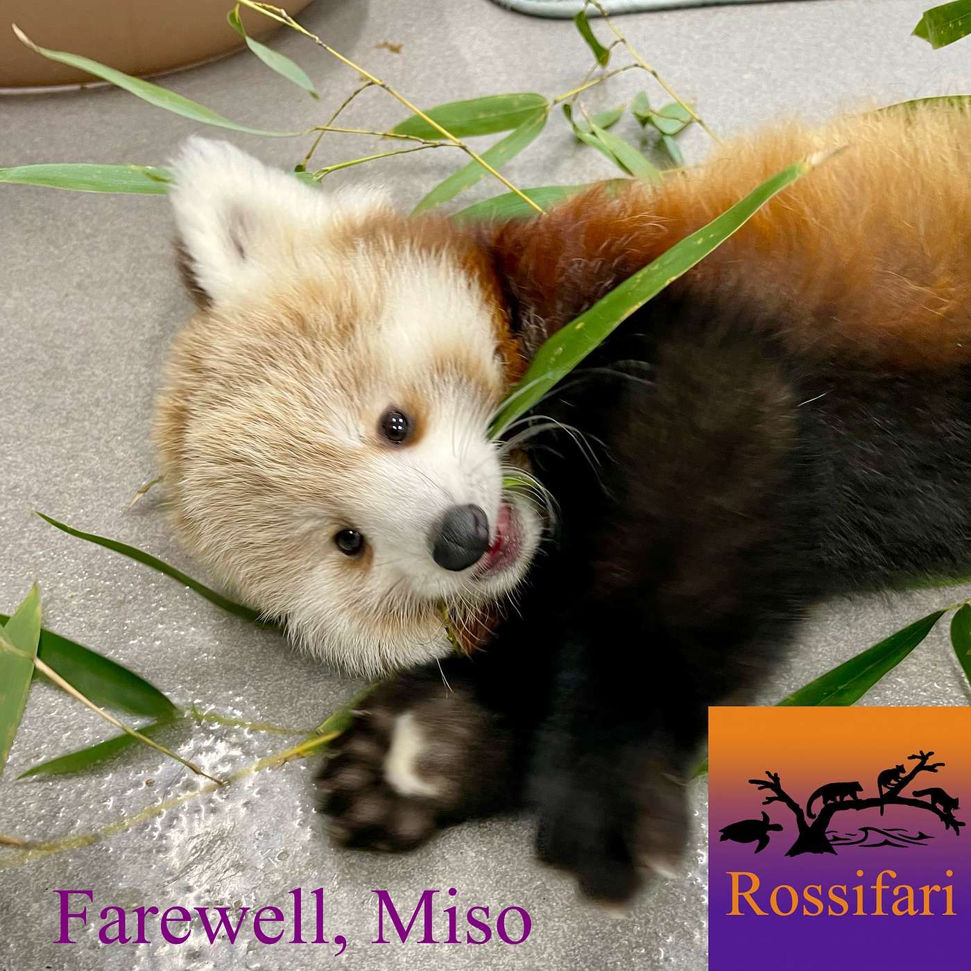 Farewell, Miso episode artwork