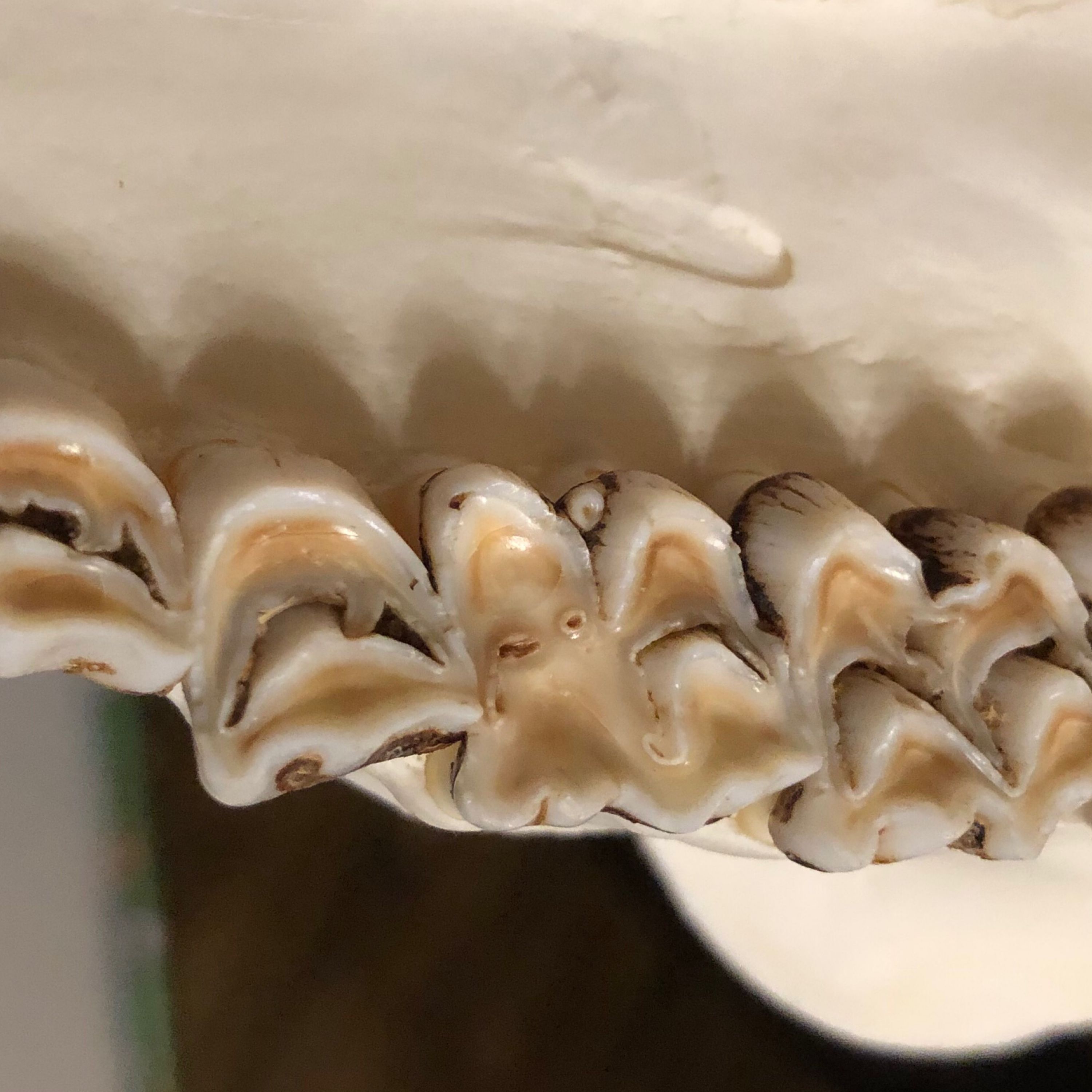 Crazy Bone management and shooting the breeze
