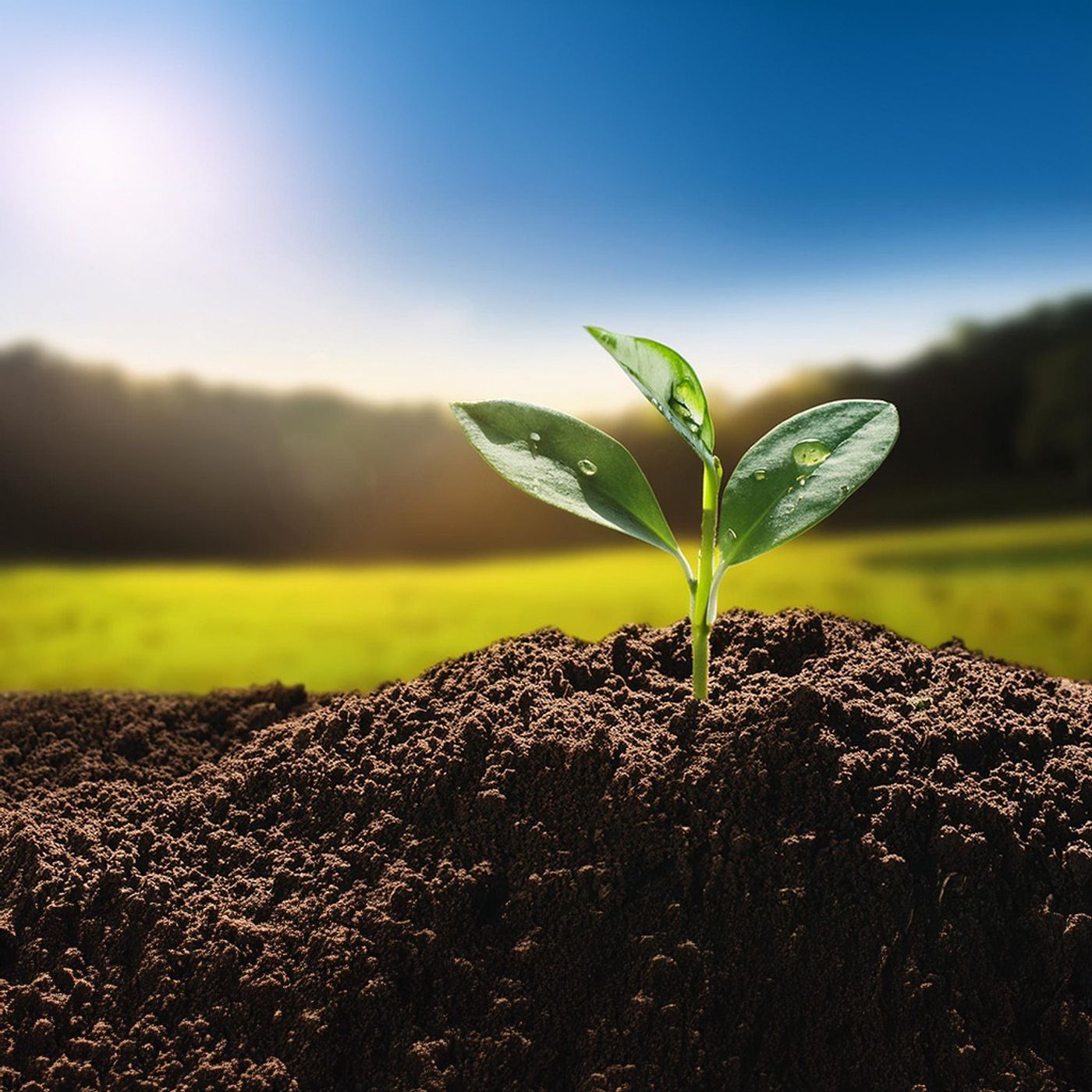 The Seed Sown Is Greater Than Your Need | 28Jul2024