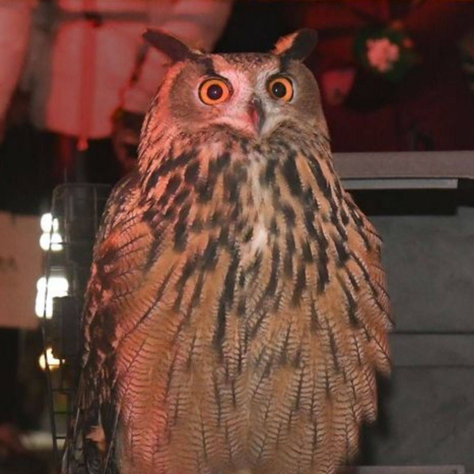 Remembering Flaco the Owl