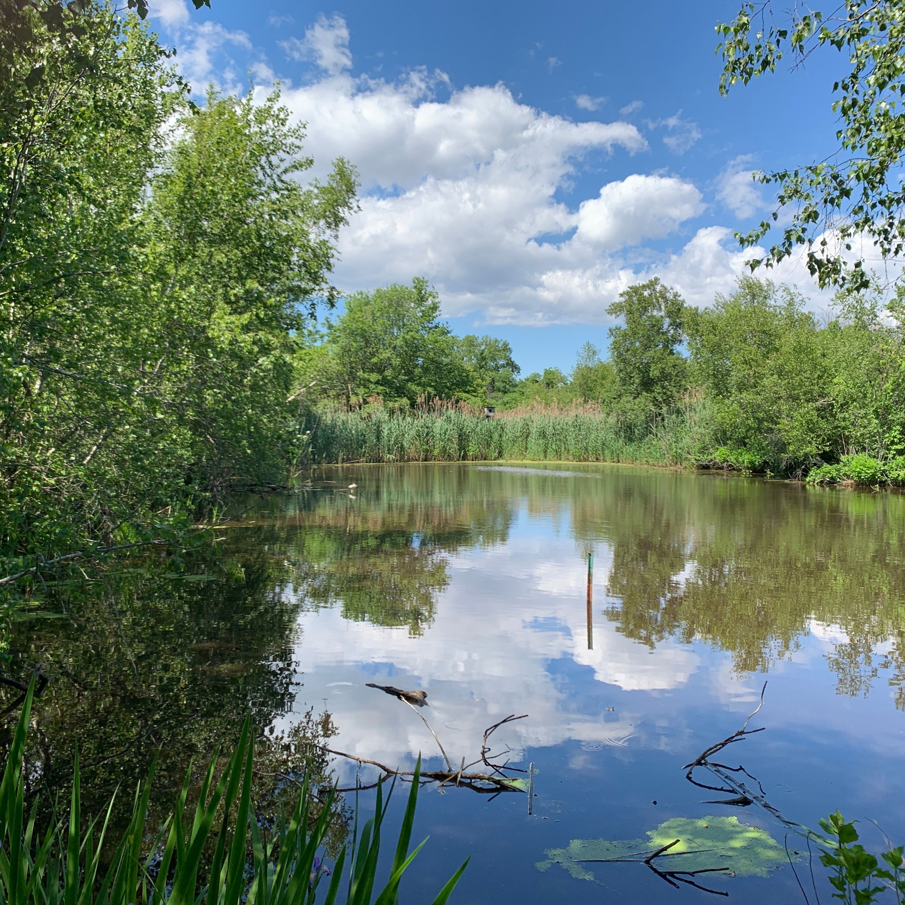 Summer In The City: Getting Out Into Nature, In Queens