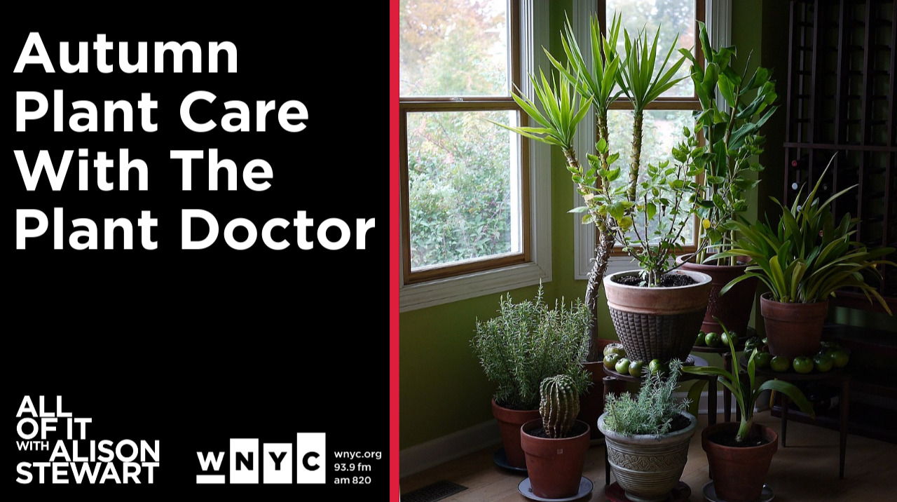 Autumn Plant Care With The Plant Doctor
