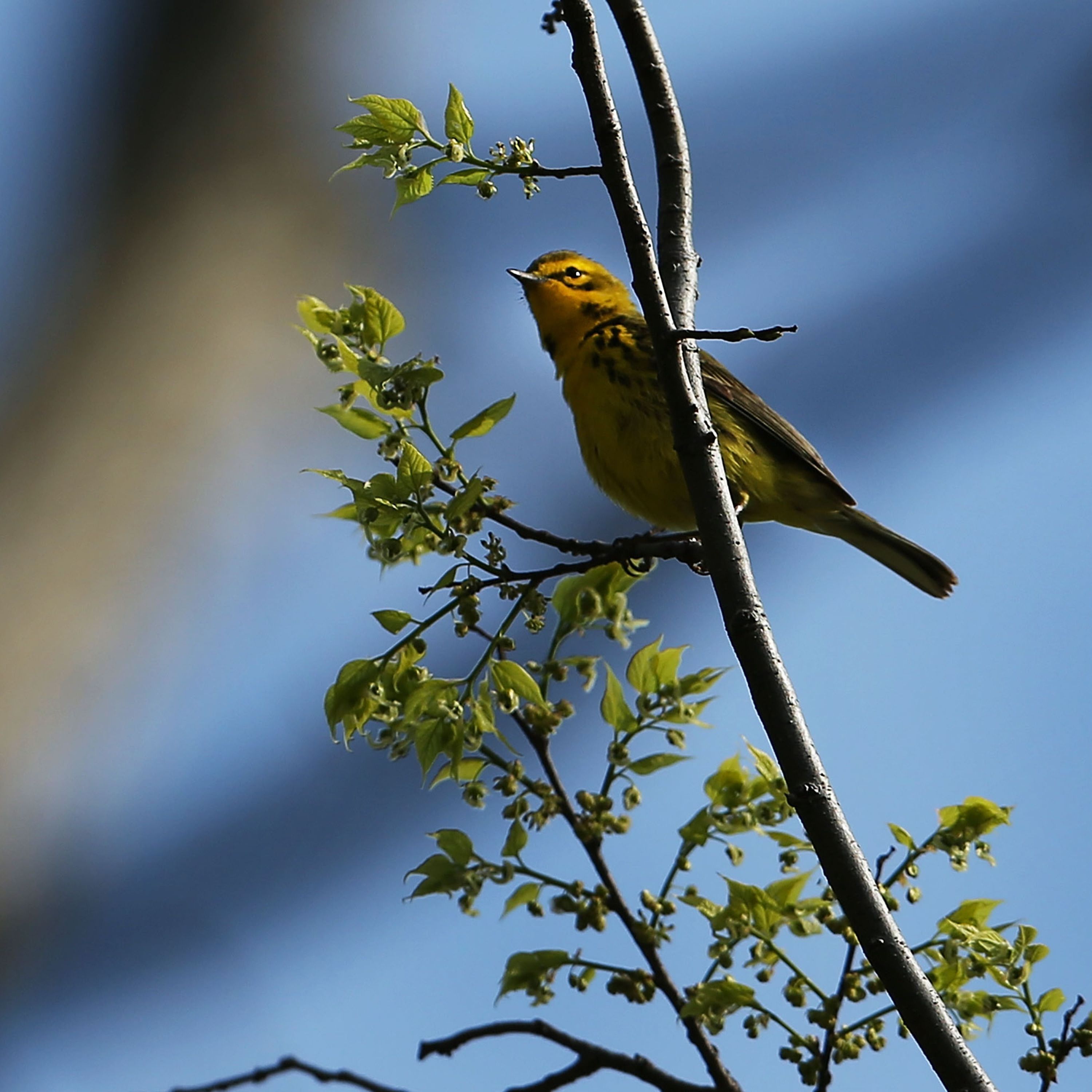 It's the Most Wonderful Time of the Year (for Birders)