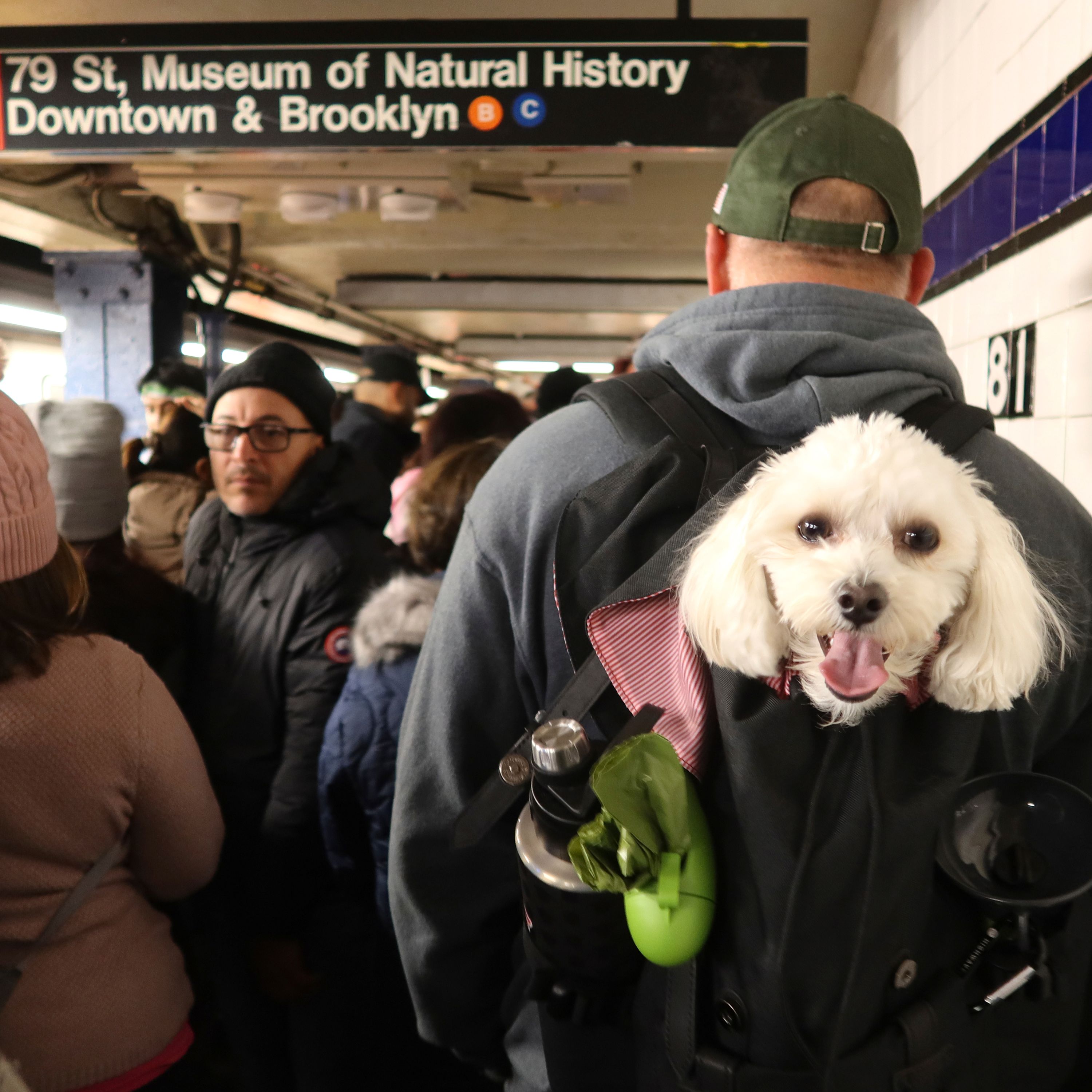 Small Stakes, Big Opinions: Dogs in NYC