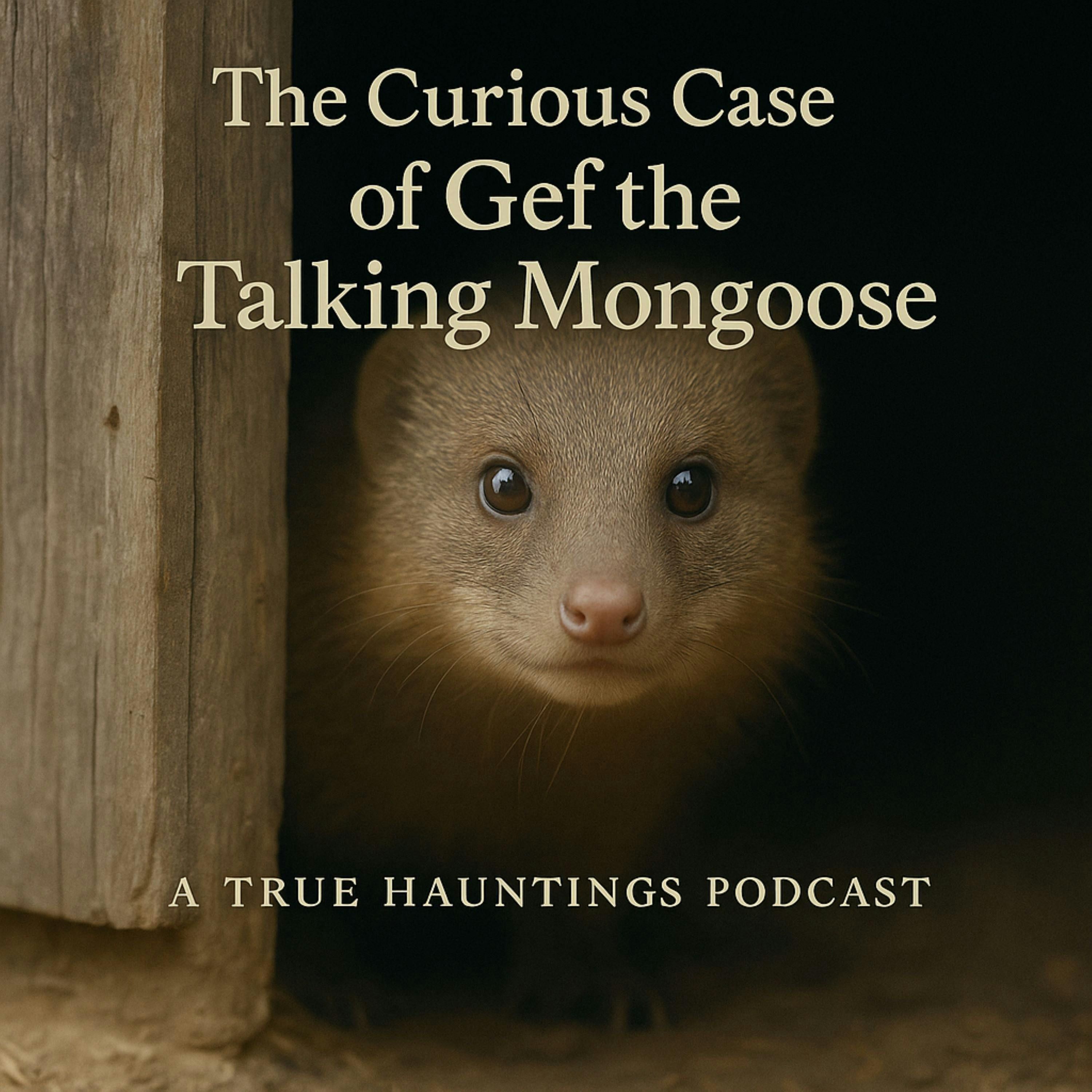 The Curious Case of Jef the talking Mongoose - A True Hauntings Podcast episode artwork