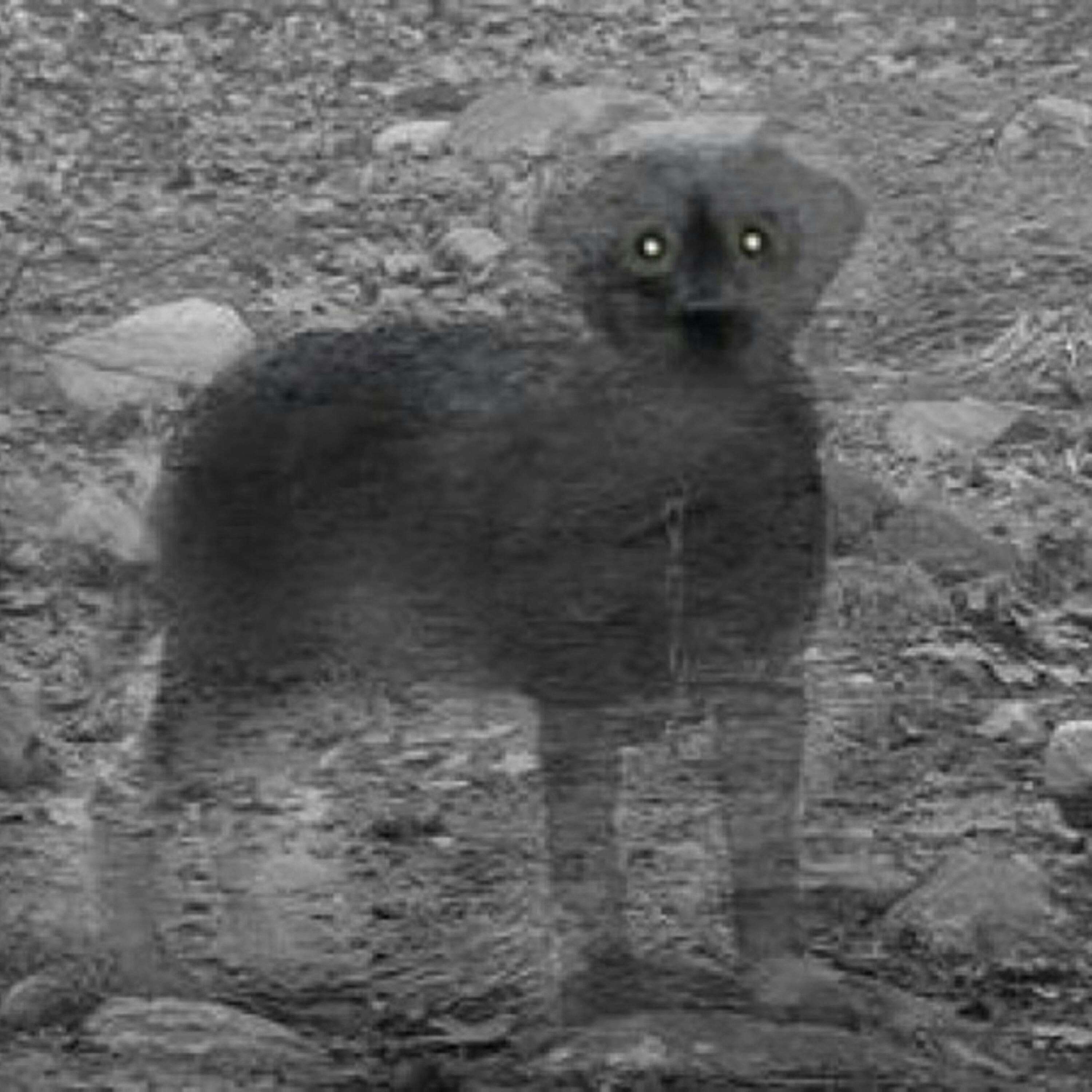 Spirit Animals & Scare Shares episode artwork