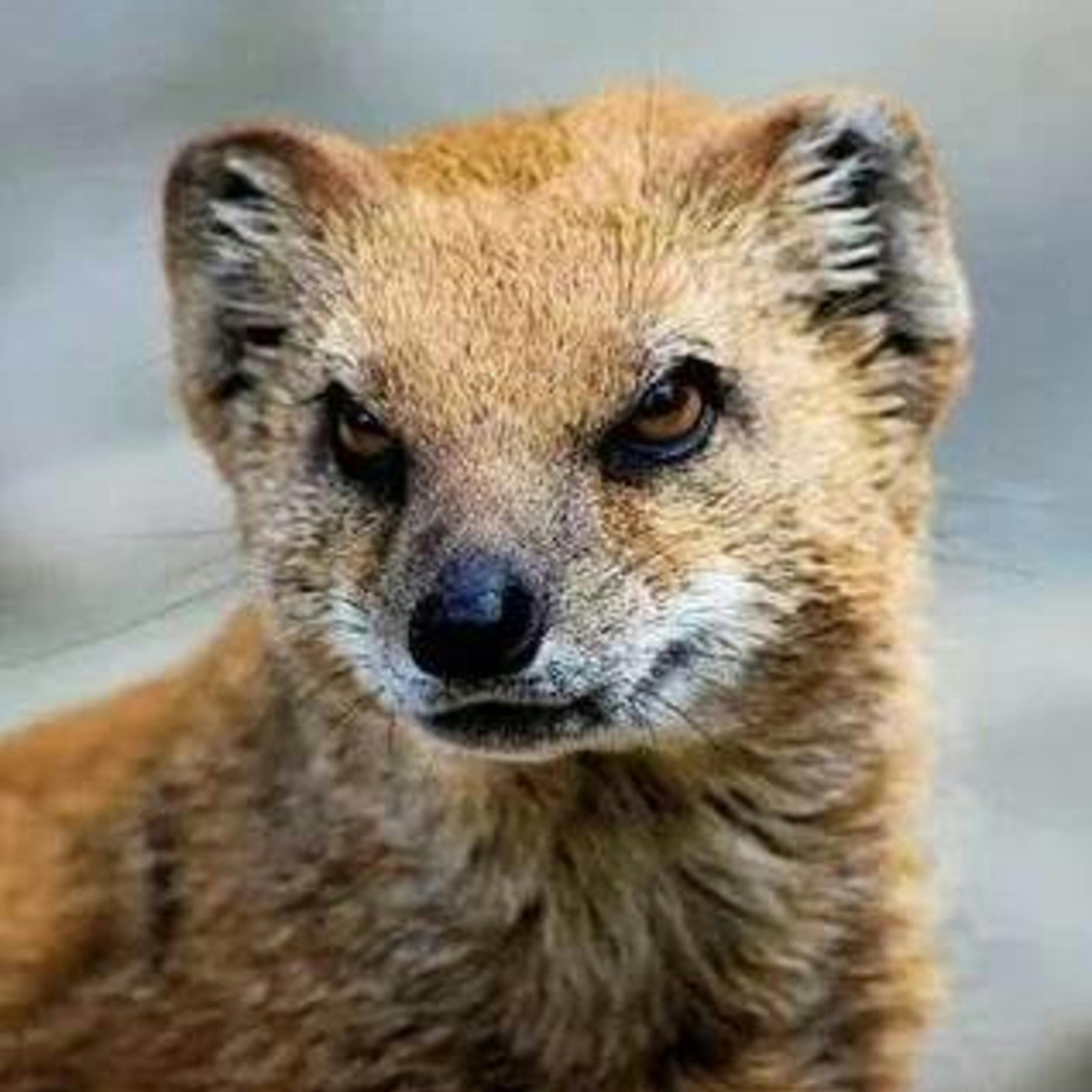 Crazy Cryptids: Gef the Talking Mongoose - A Searchers Podcast episode artwork