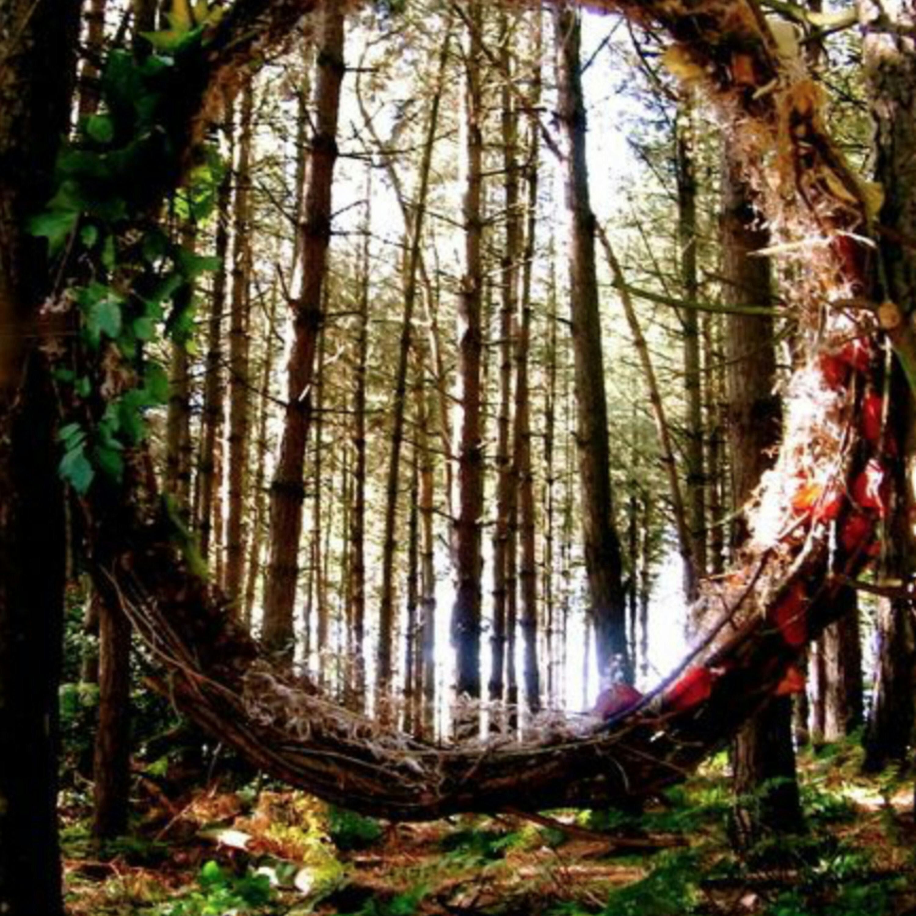 The Mystery & Monsters of Marley Woods