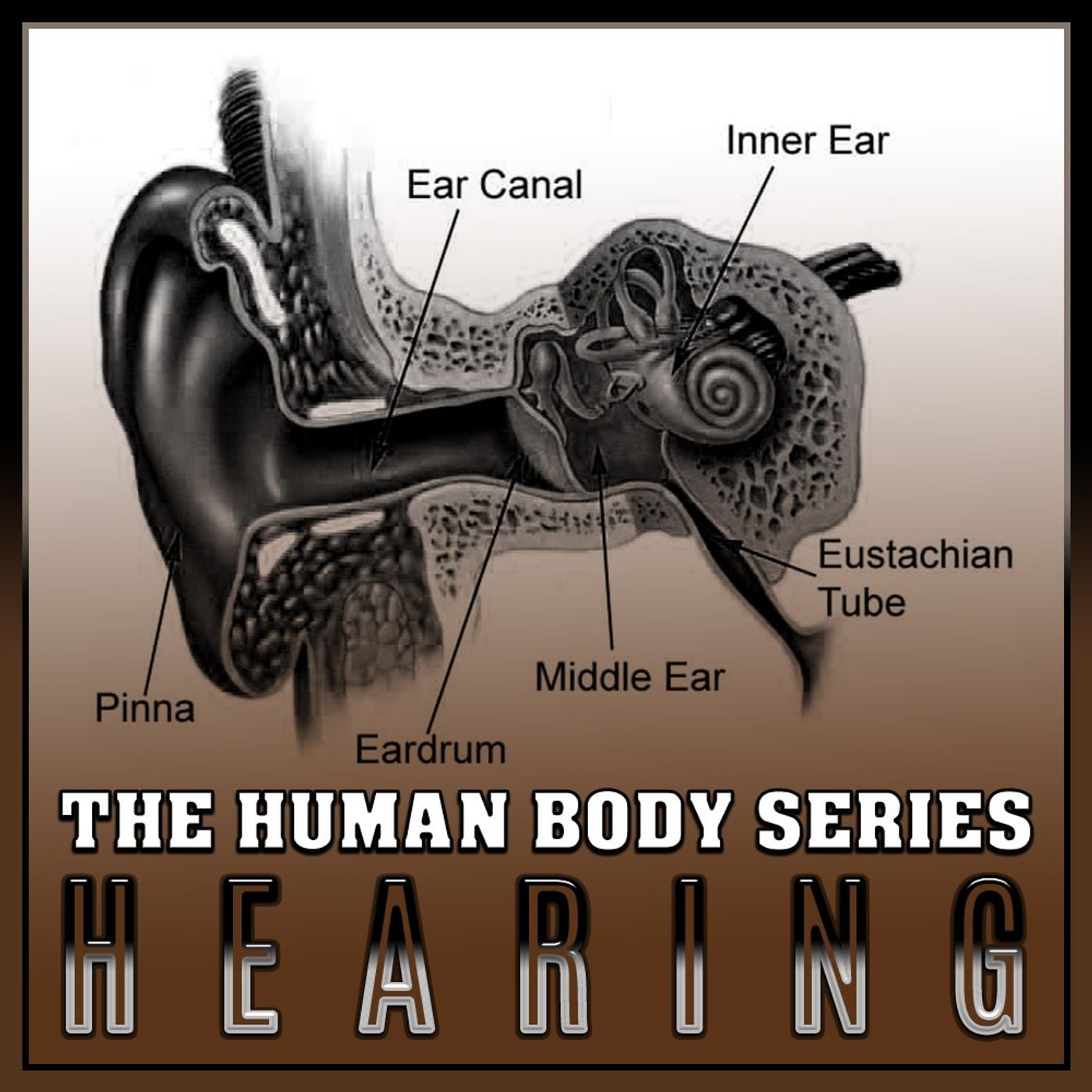Hearing (The Human Body Series) episode artwork