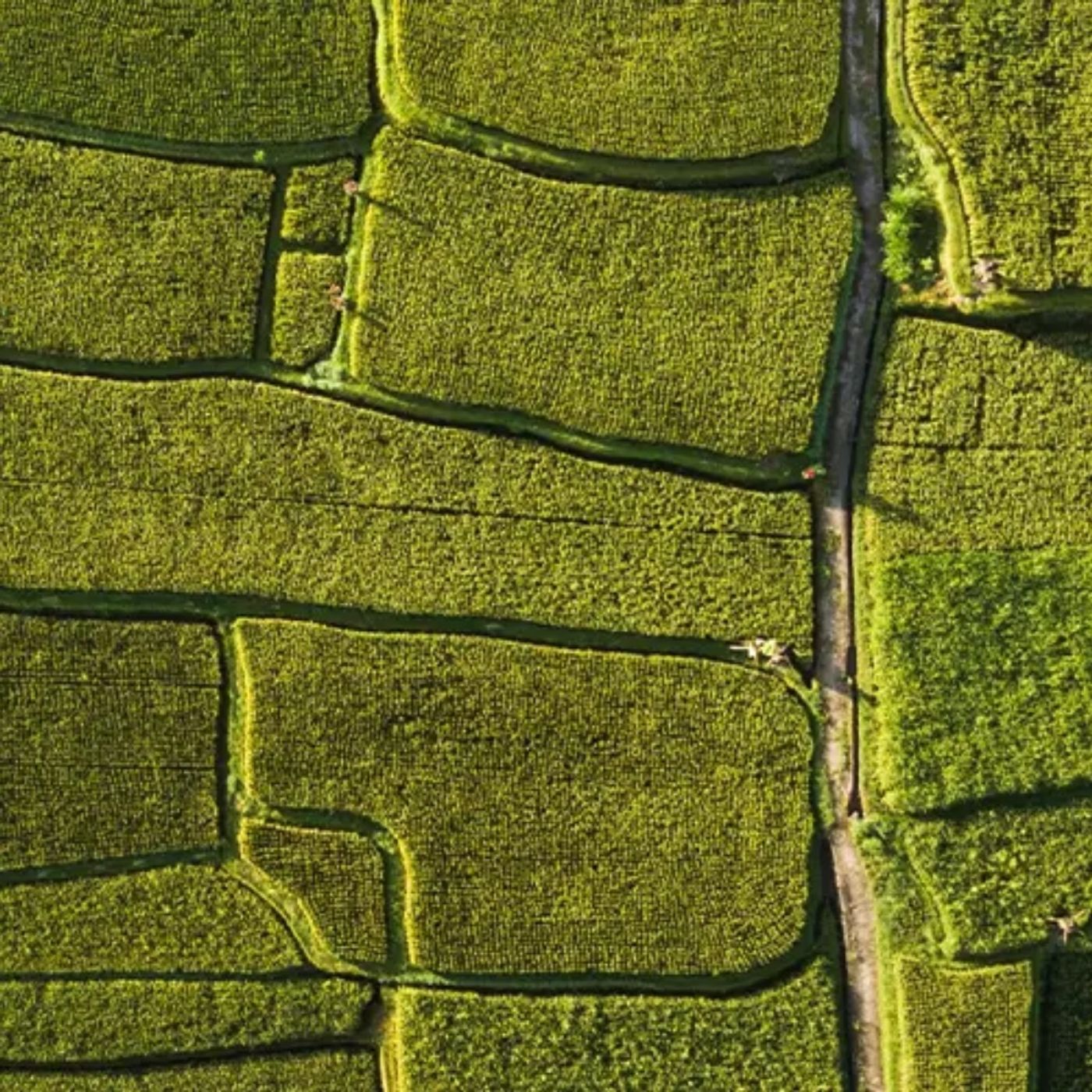 How to Incorporate Shape and Form into Your Image Composition.