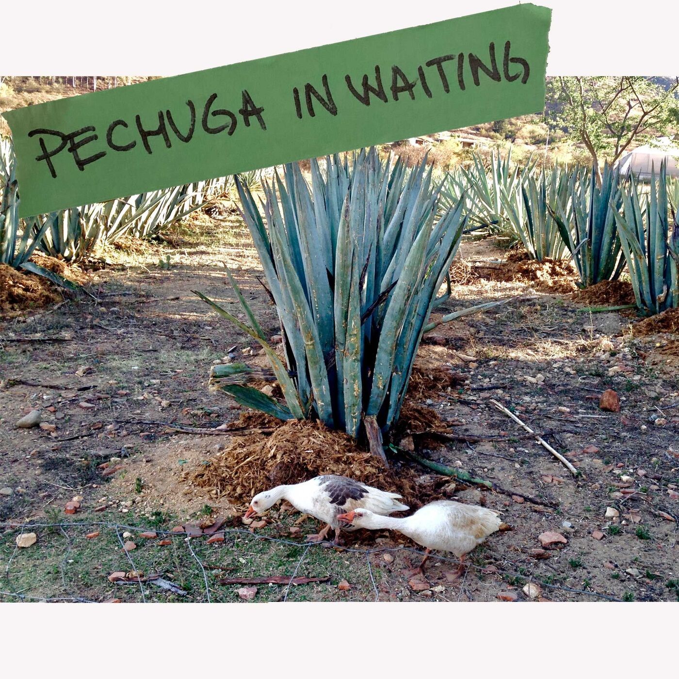 The Mezcal with the Chicken — Pechuga!