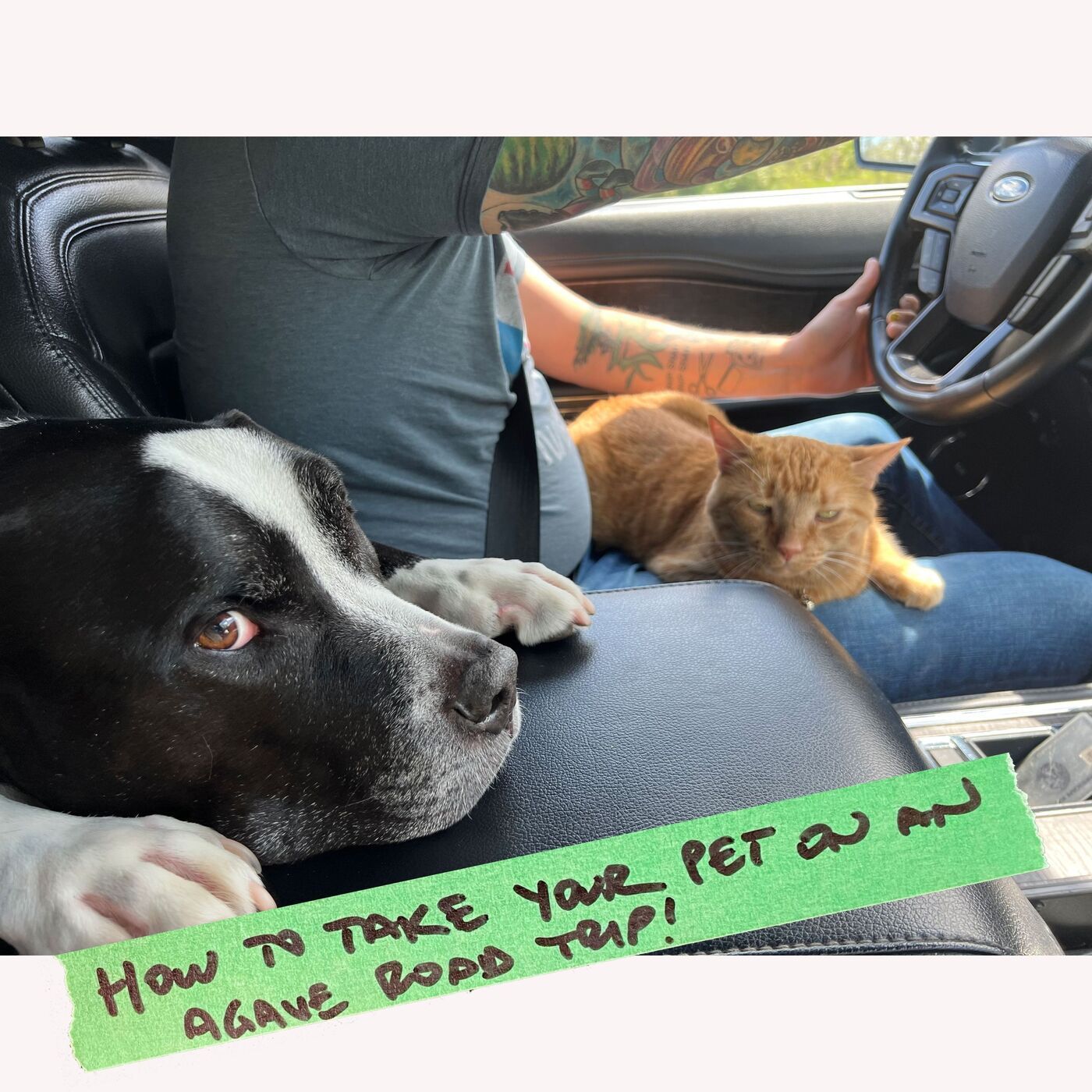 How to Take Your Pet on a Road Trip to Mexico