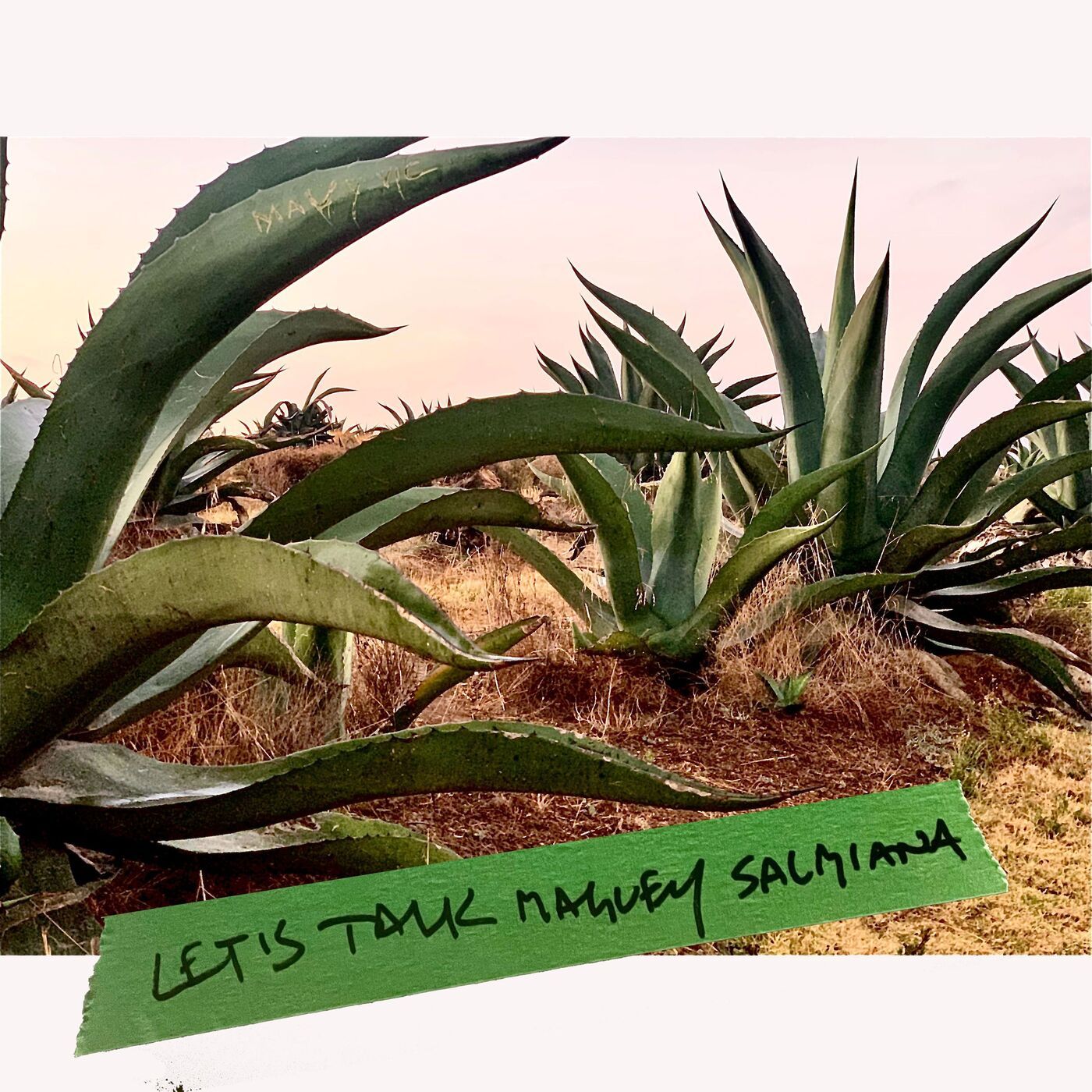 Let's Talk About Maguey Salmiana