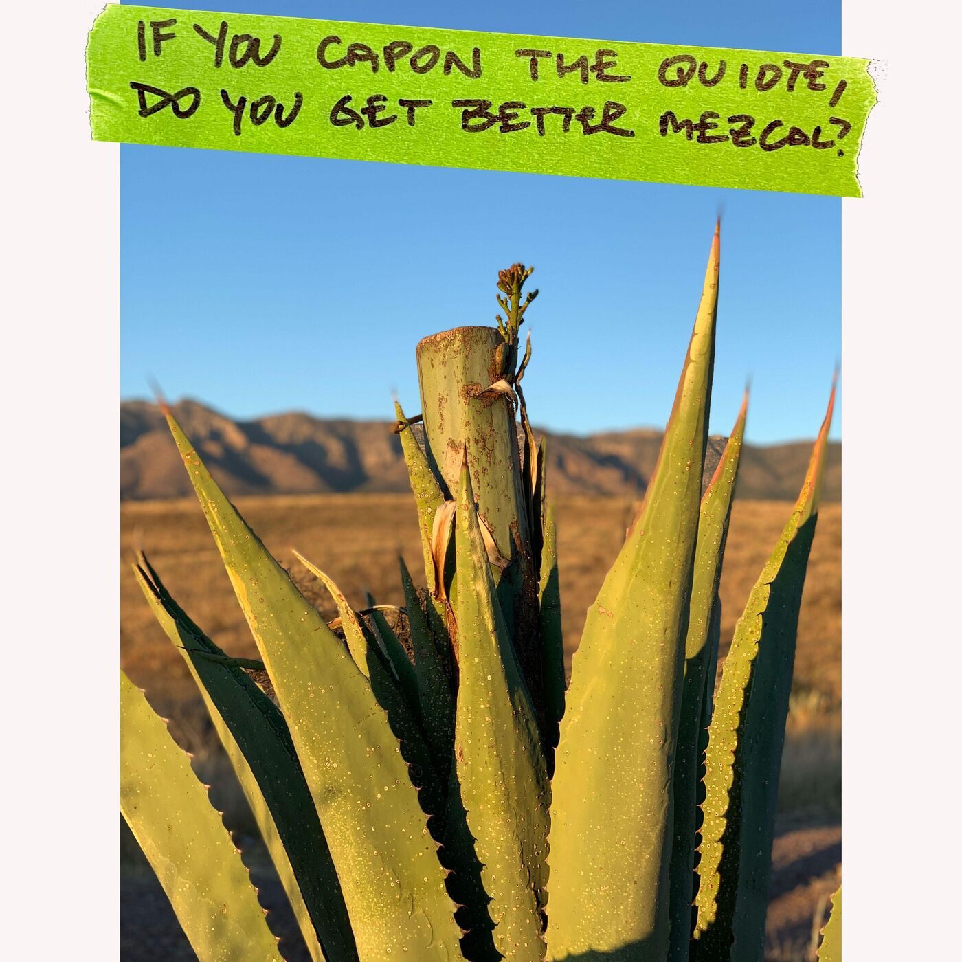 When You Capon the Quiote Do You Get Better Mezcal?