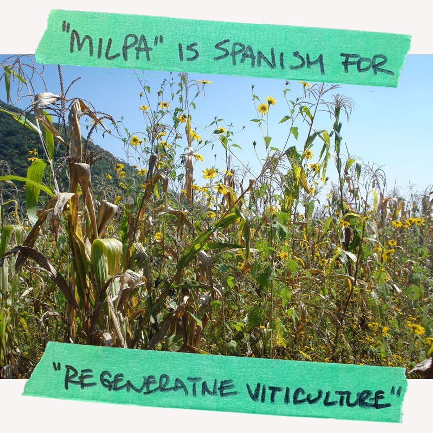"Milpa" is Spanish for "Regenerative Viticulture"