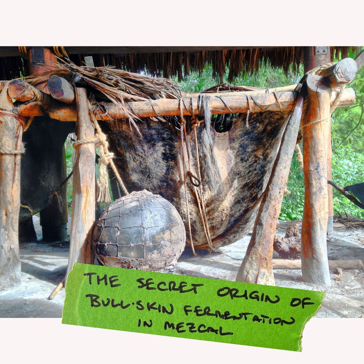 The Secret Origin of Bull-skin Fermentation in Mezcal