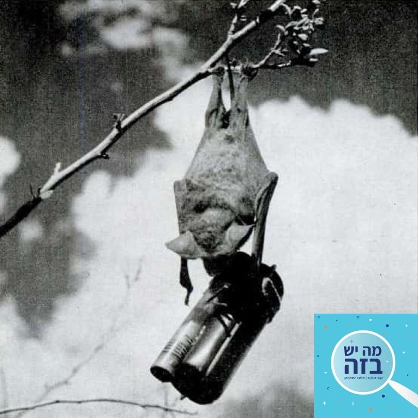 פרק 381 - פצצת העטלף