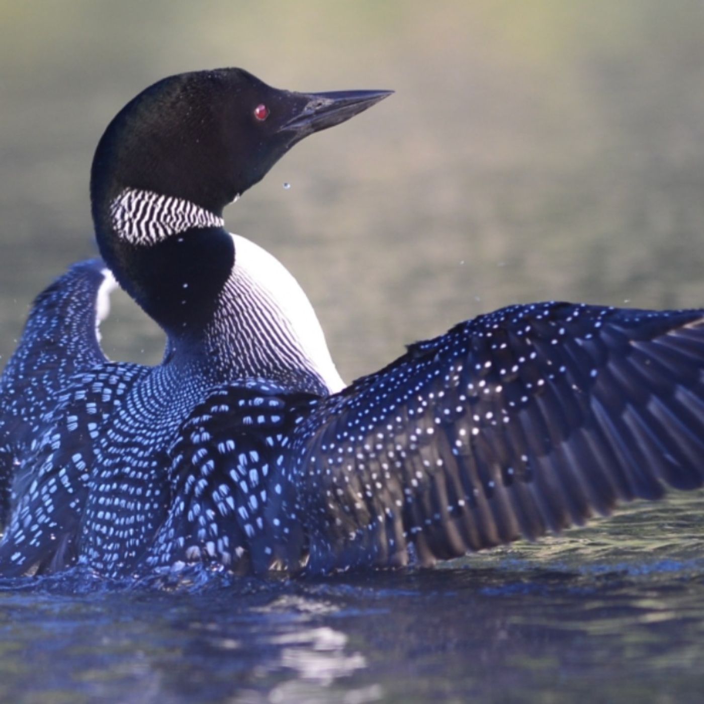 Introducing "The Loon", that's London Ontario Online New episode artwork