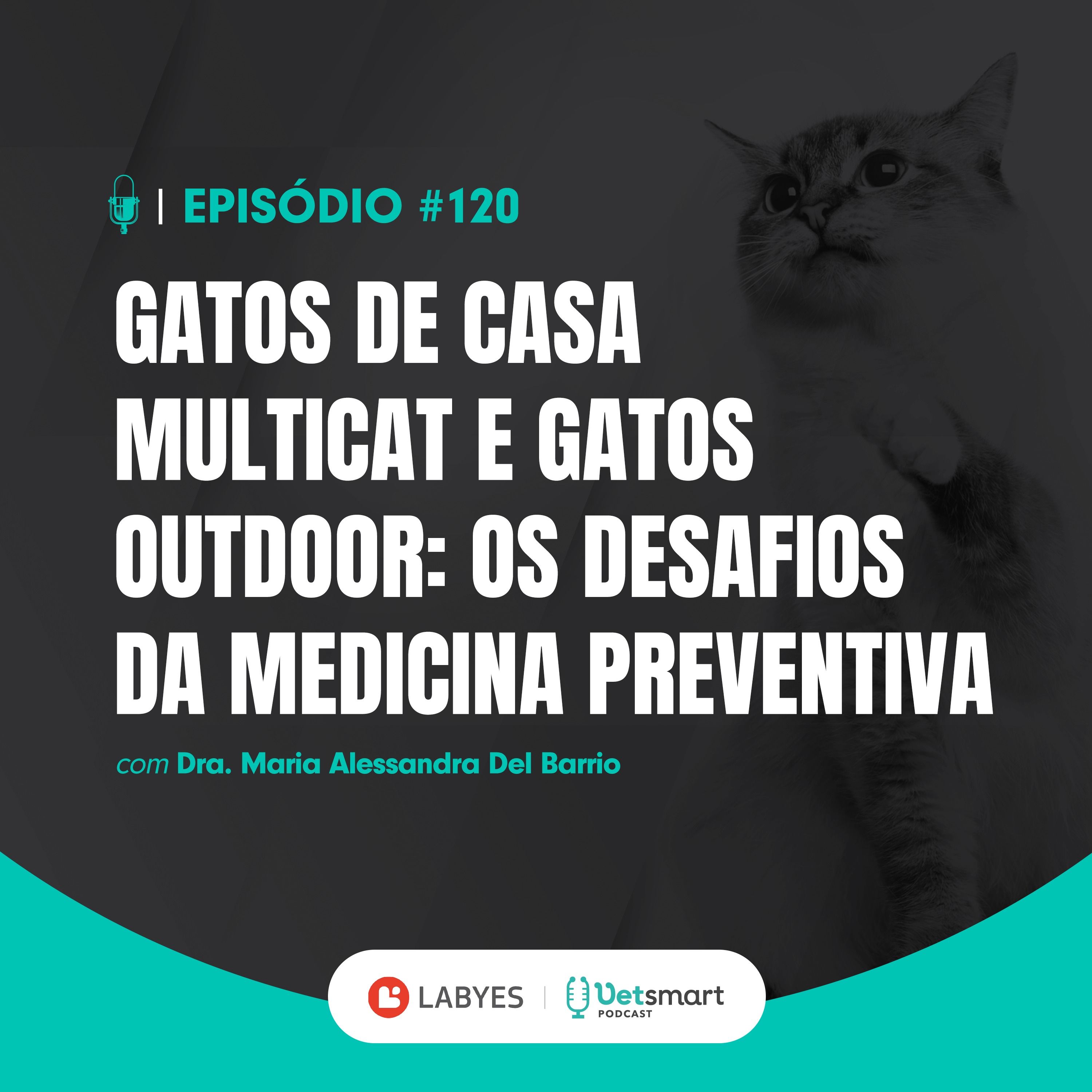 Gatos de casa multicat e gatos outdoor: Os desafios da medicina preventiva