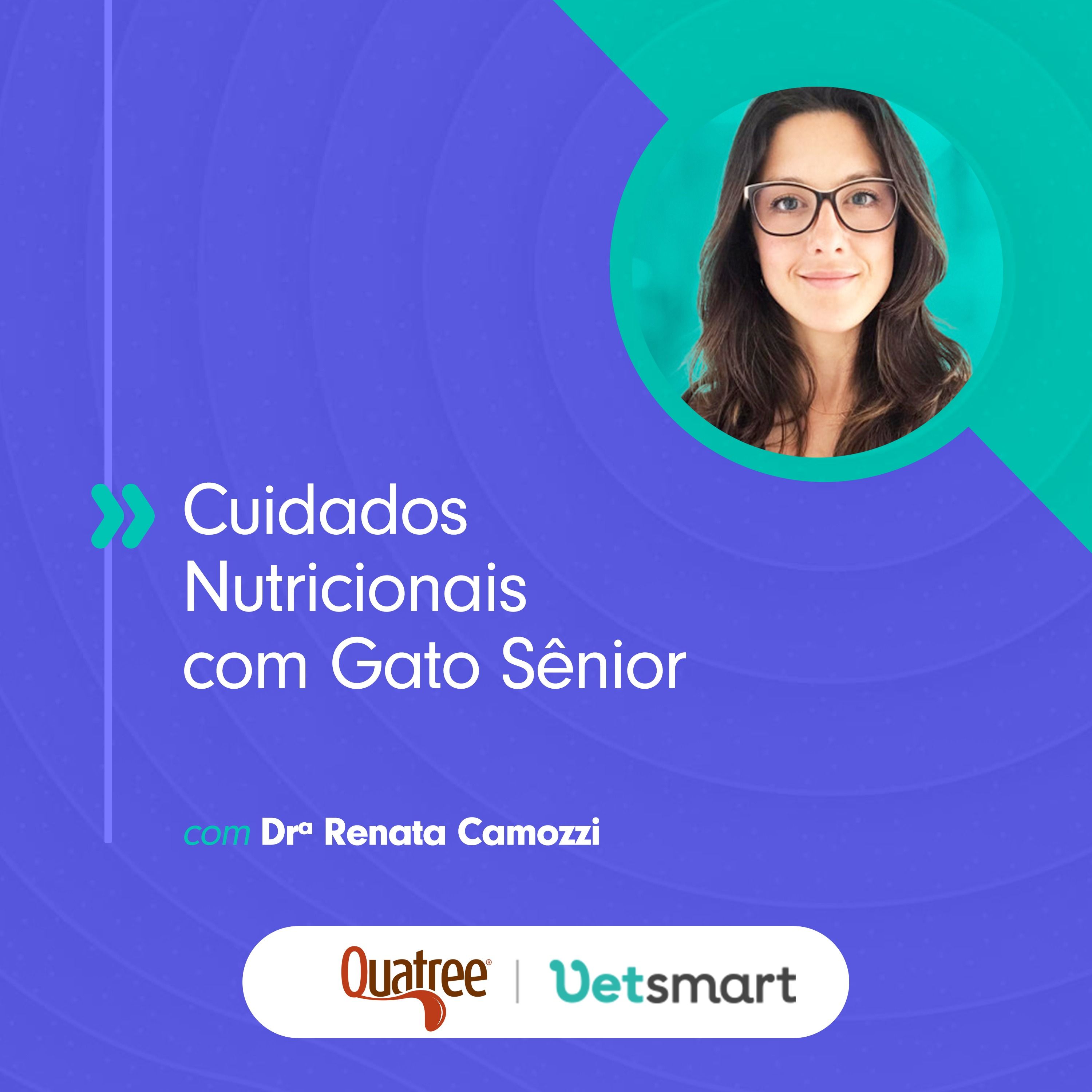 Cuidados nutricionais com o gato Sênior
