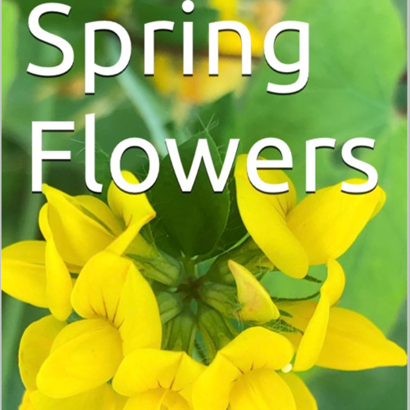 Spring Flowers Volume 132 Colourful by Daniel Lucas episode artwork
