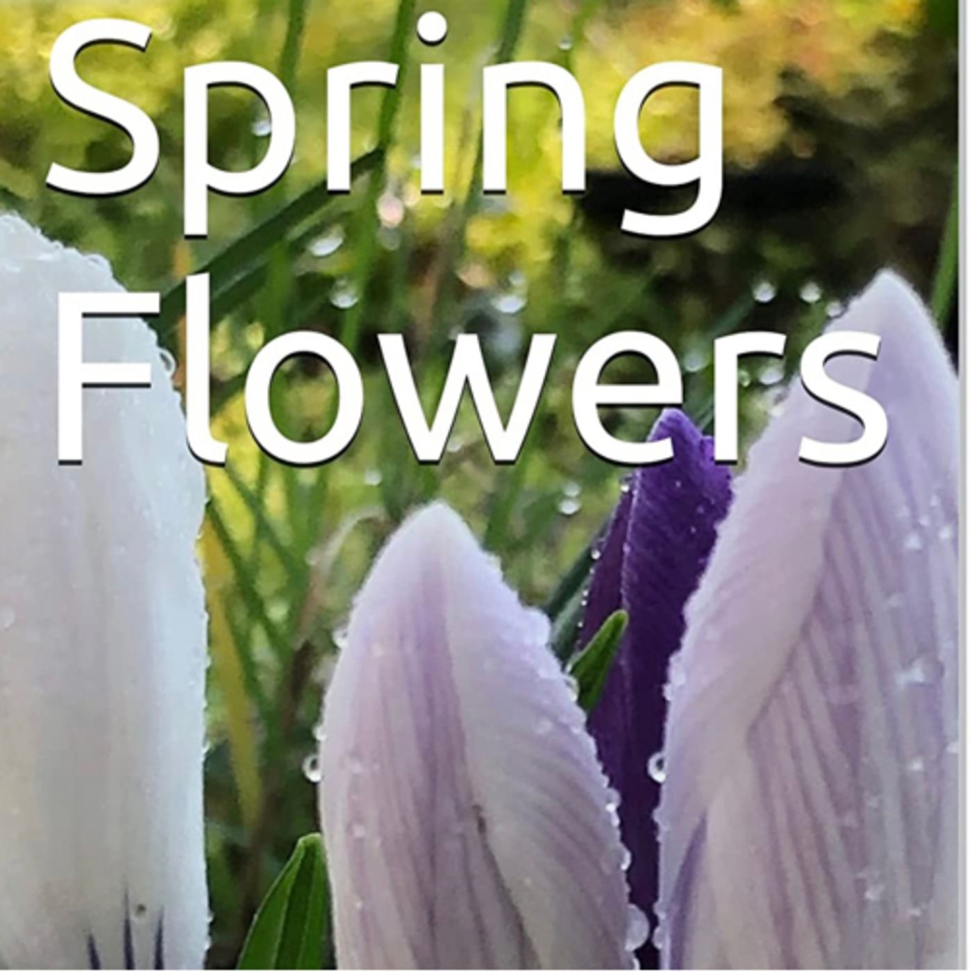 Spring Flowers Volume 55 Regal by Daniel Lucas episode artwork