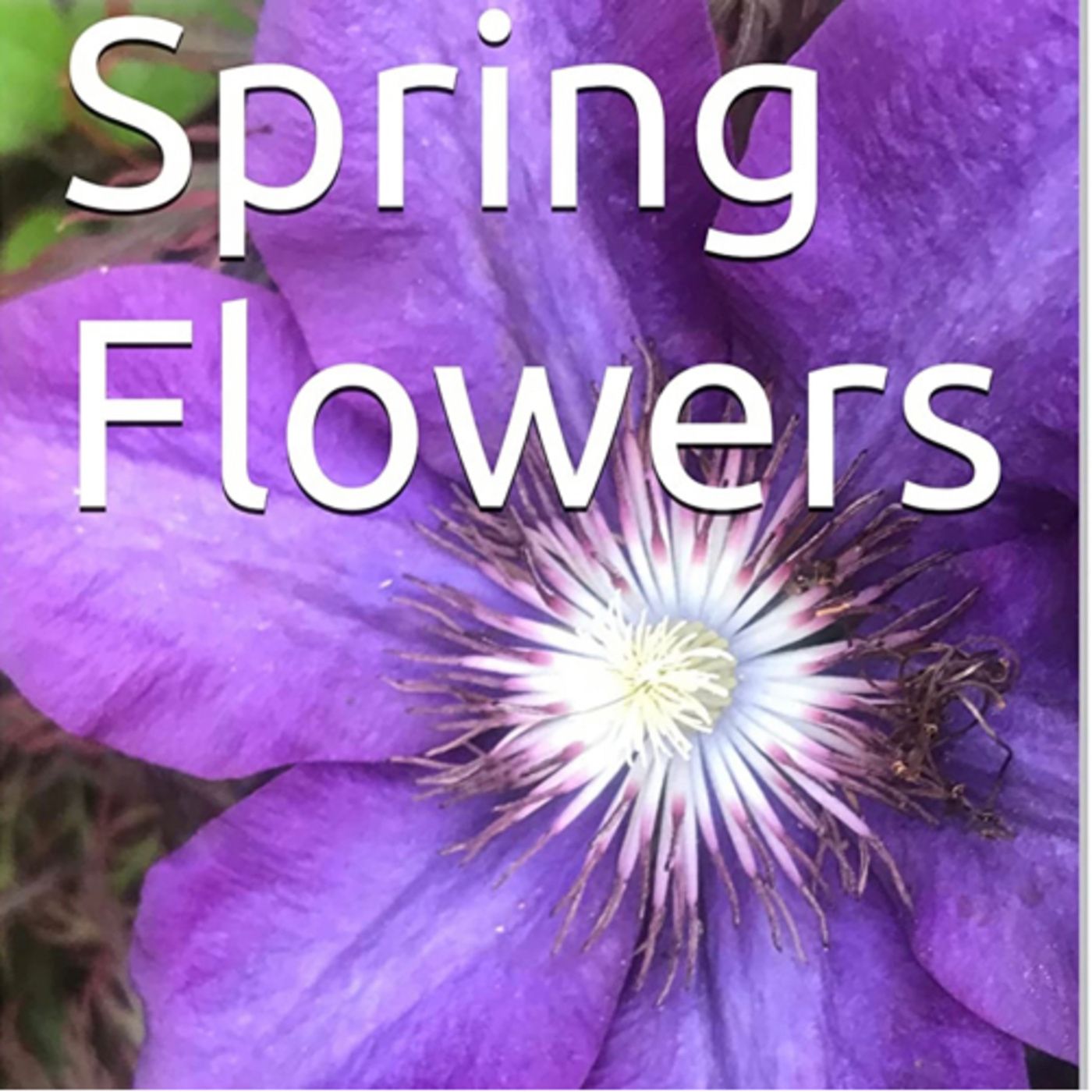 Spring Flowers Volume 34 Delicate by Daniel Lucas episode artwork
