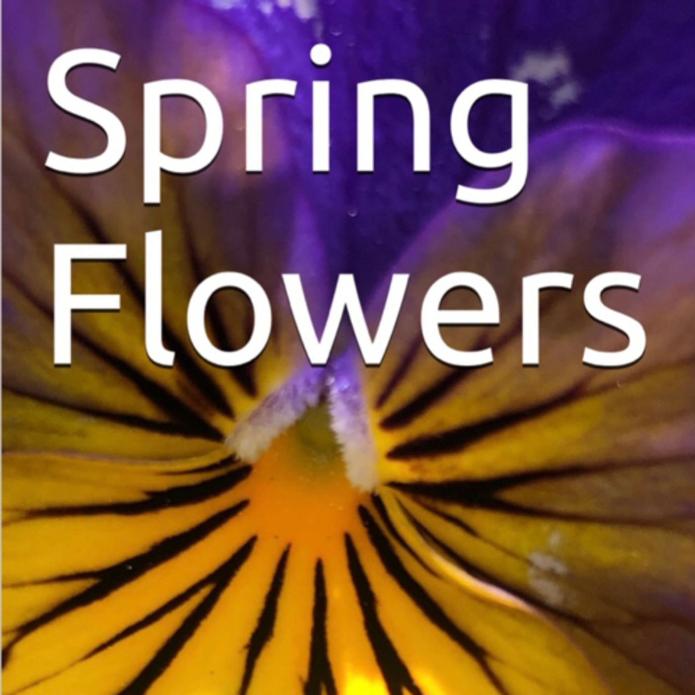 Spring Flowers Volume 122 Blissfully by Daniel Lucas episode artwork