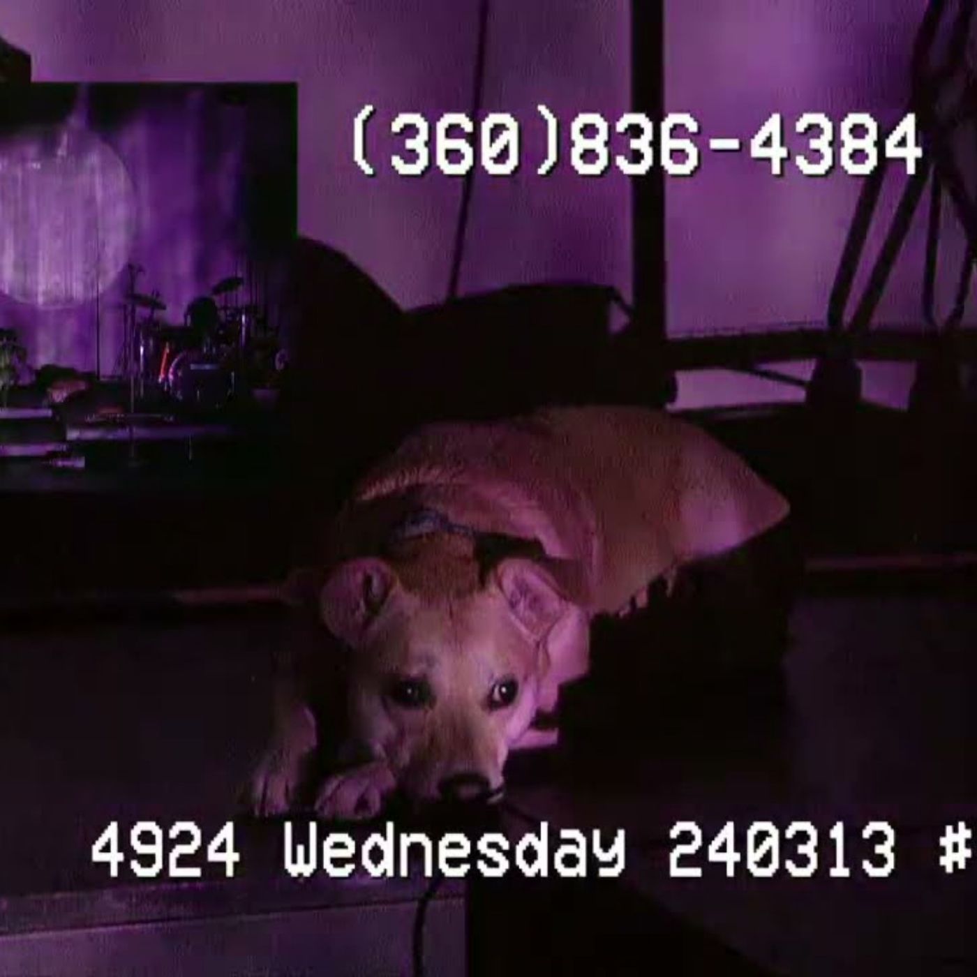 YDHWM 4925 Live at TCTV with The Etnos 240313 Wednesday
