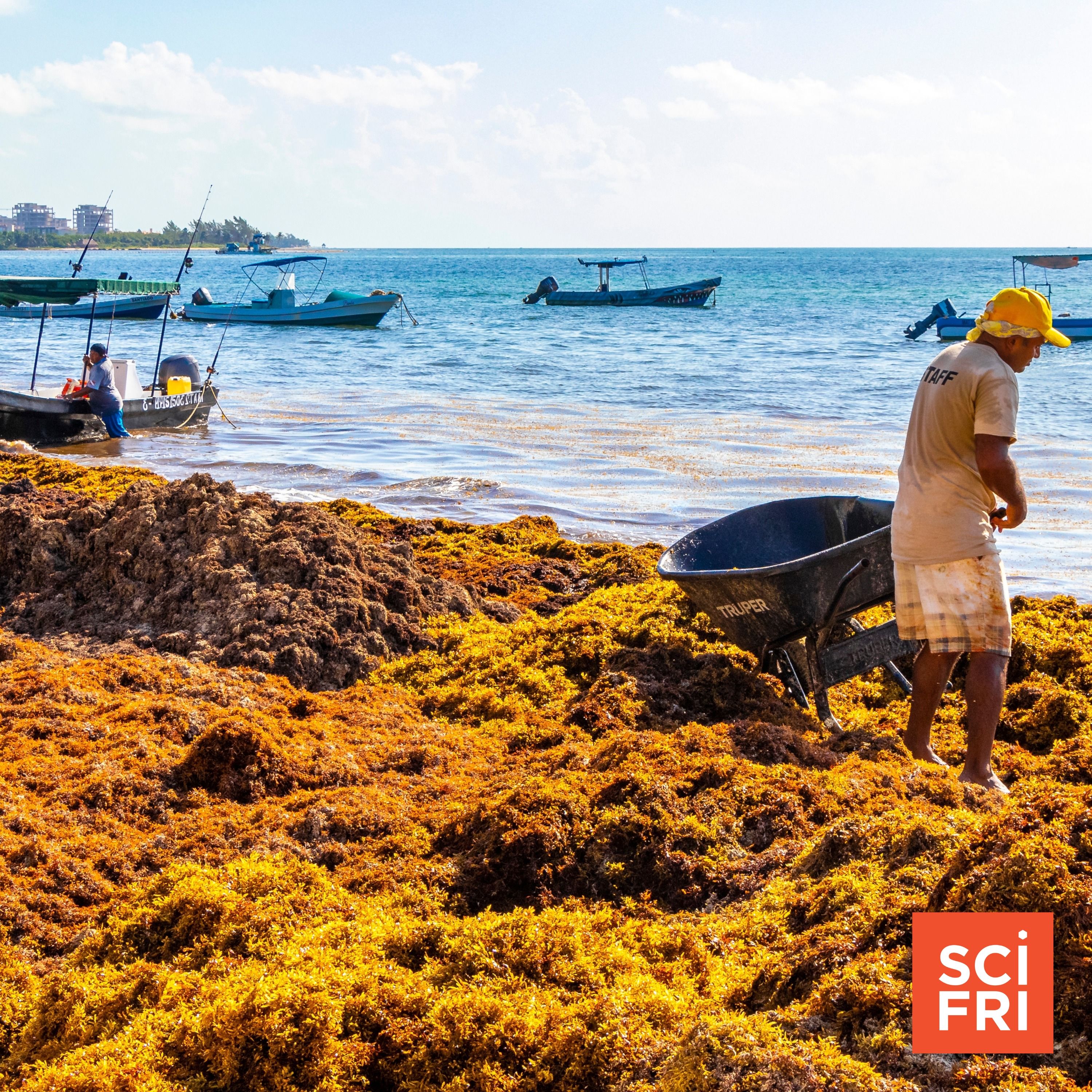 Sargassum superblooms are choking coastlines around the Atlantic