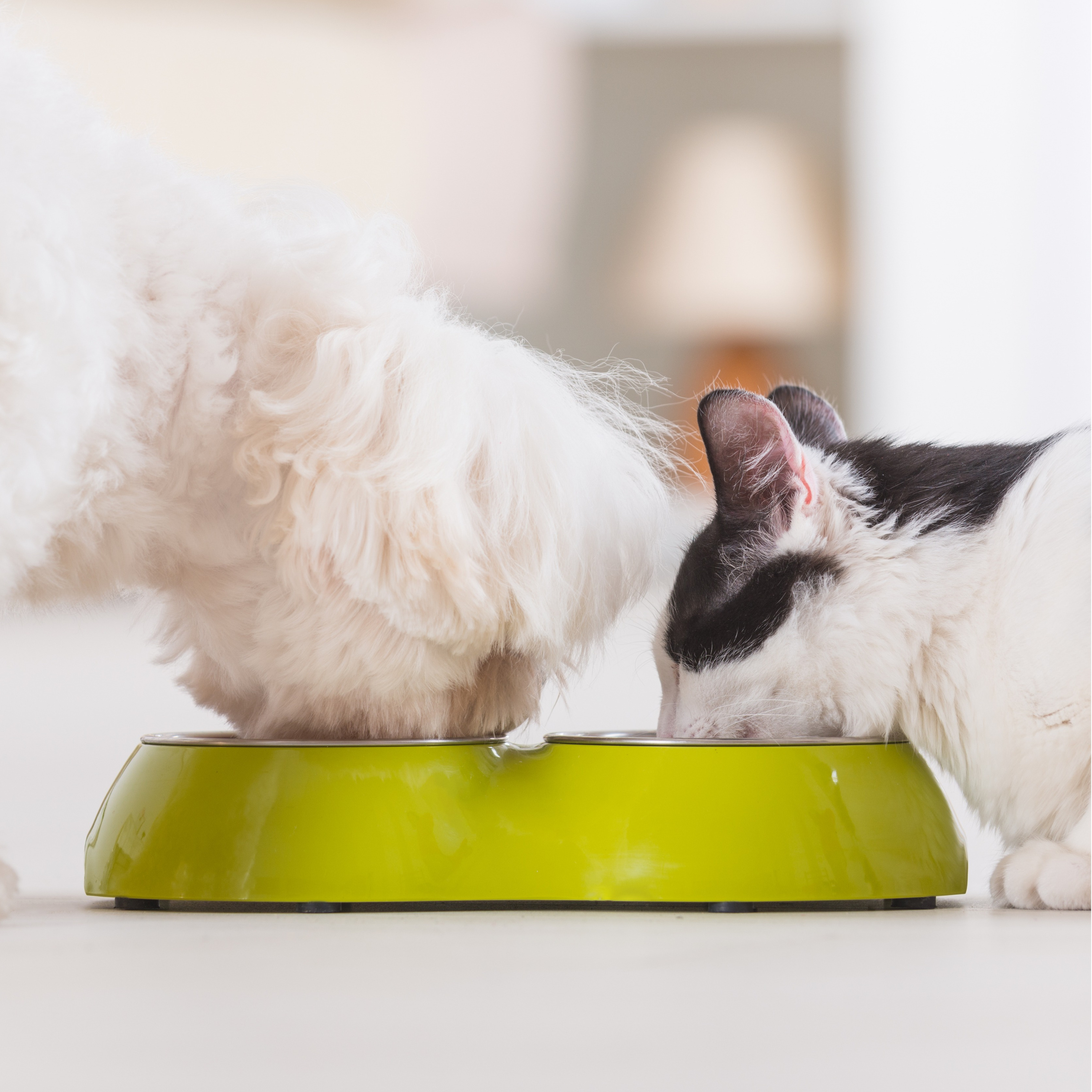 #8 - Nutrição de Pets: principais fatores sobre a alimentação dos pets episode artwork