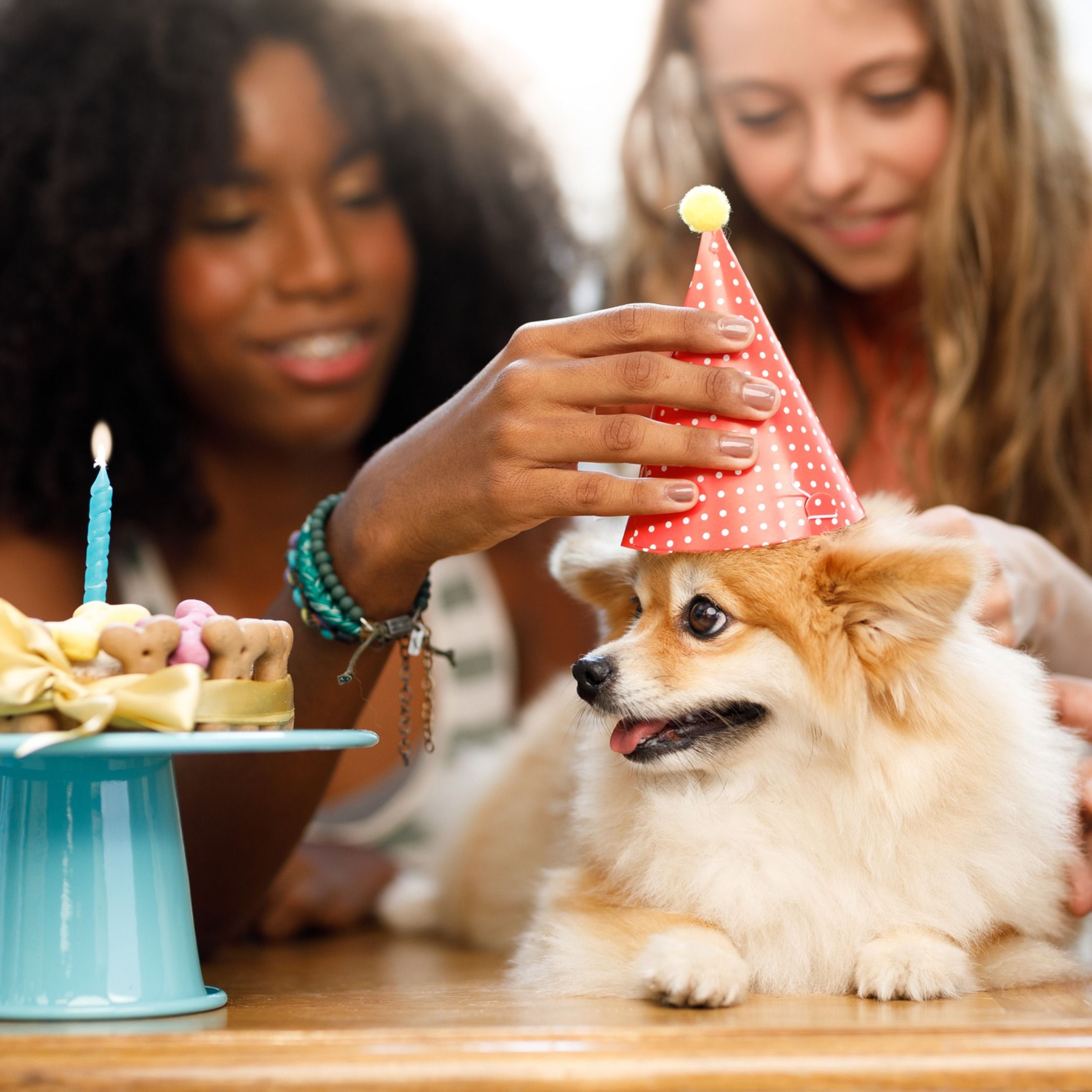 #especial - Aniversário Petlove: 21 anos levando alegria na sua casa! episode artwork