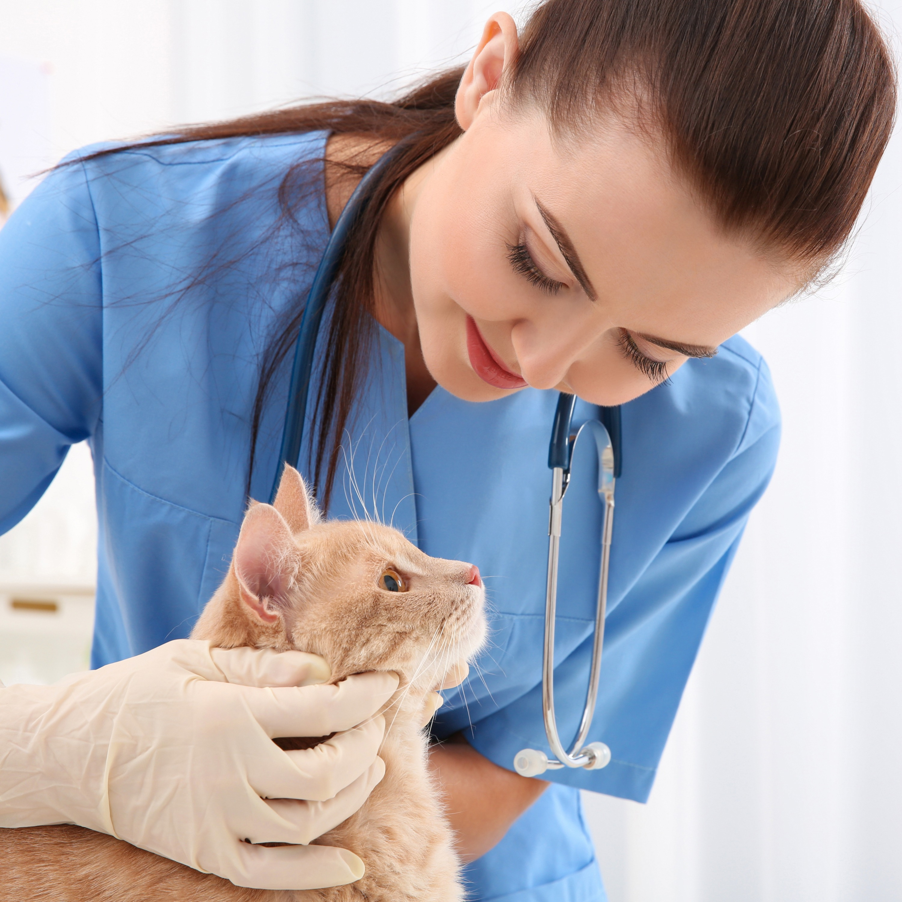 #4 - Medicina Felina: A importância do Médico Veterinário especializado em gatos episode artwork